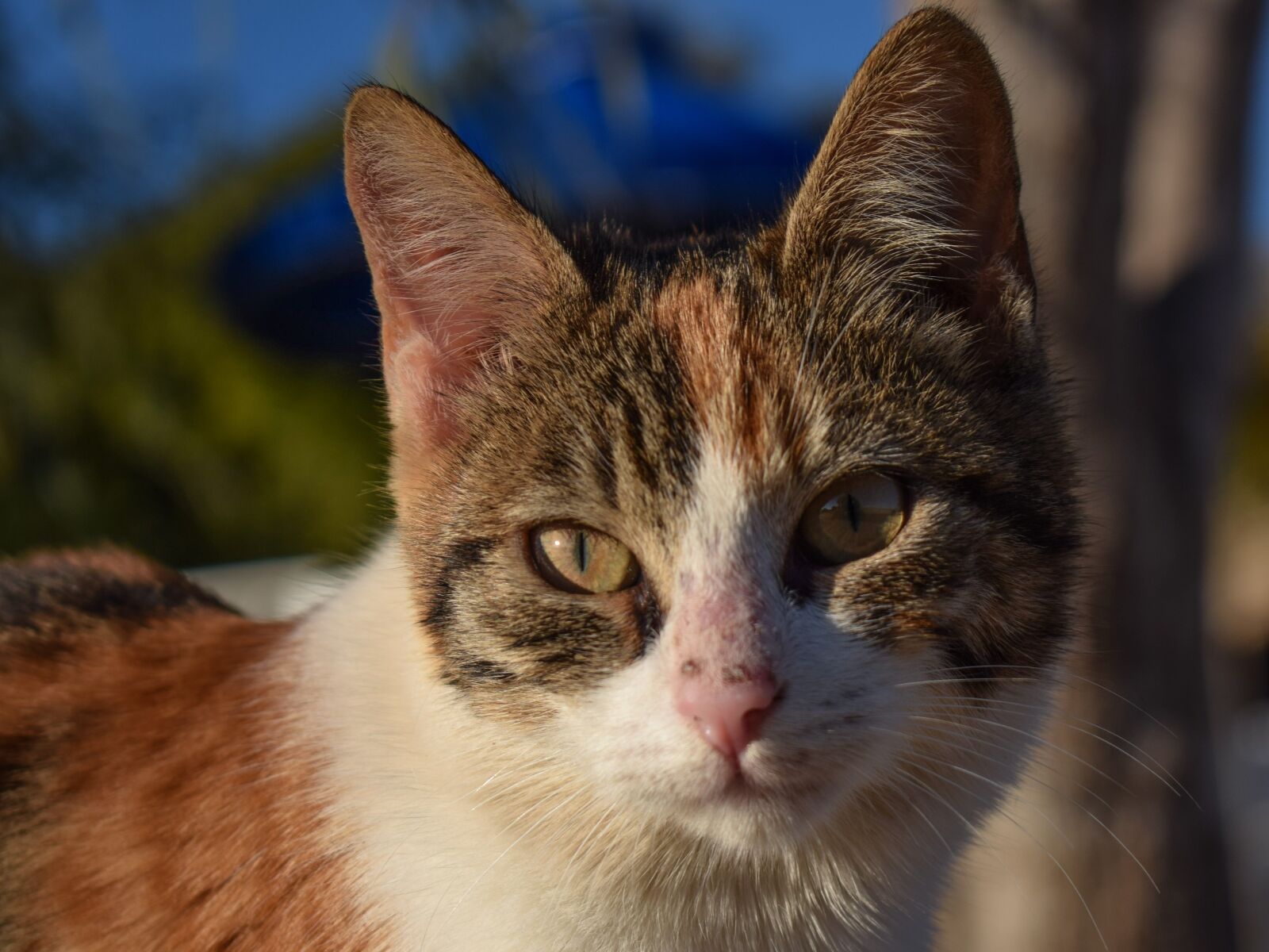 Nikon D3300 sample photo. Cat, stray, animal photography