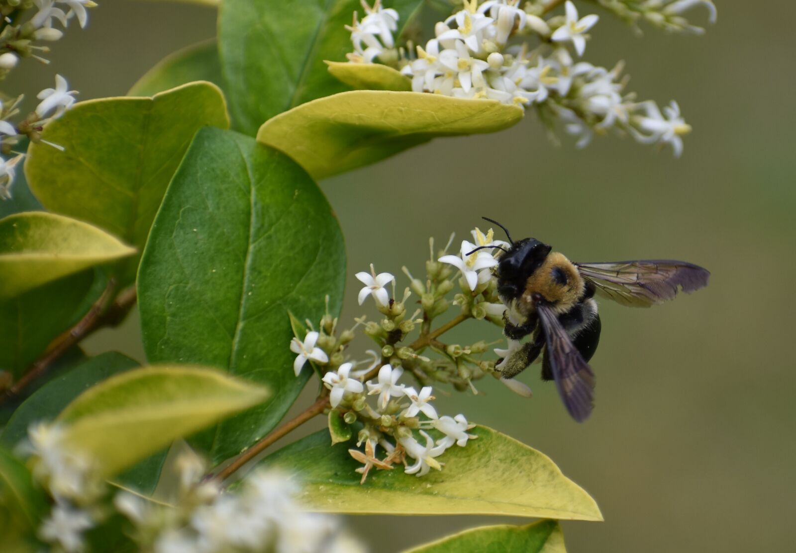 Nikon D5500 sample photo. Bumblebee, bee, pollen photography
