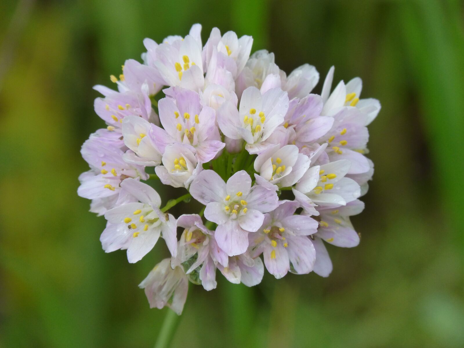 Panasonic DMC-FZ62 sample photo. Garlic flower, garlic, flower photography