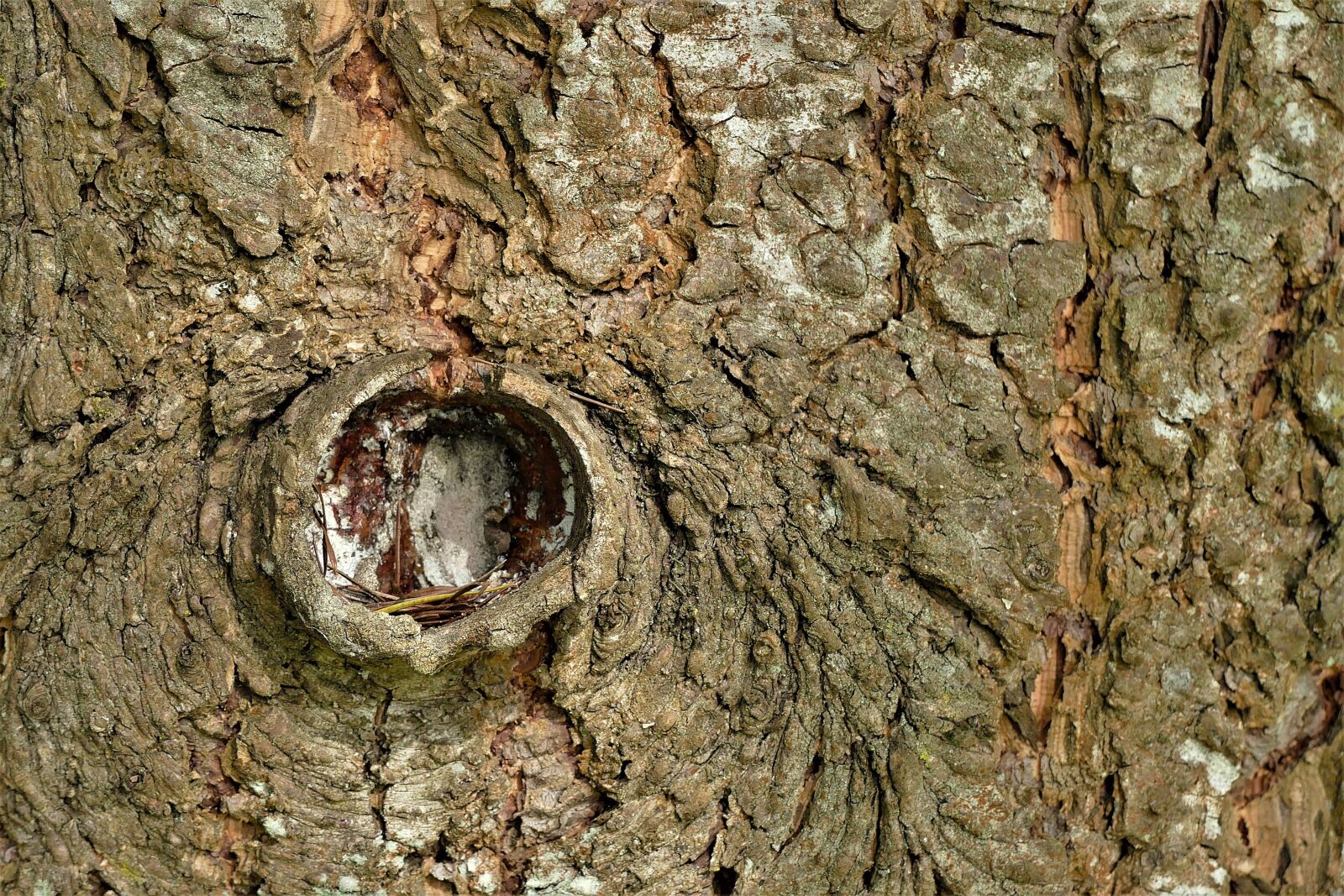 Panasonic Lumix DMC-FZ1000 sample photo. Bark, texture, background photography