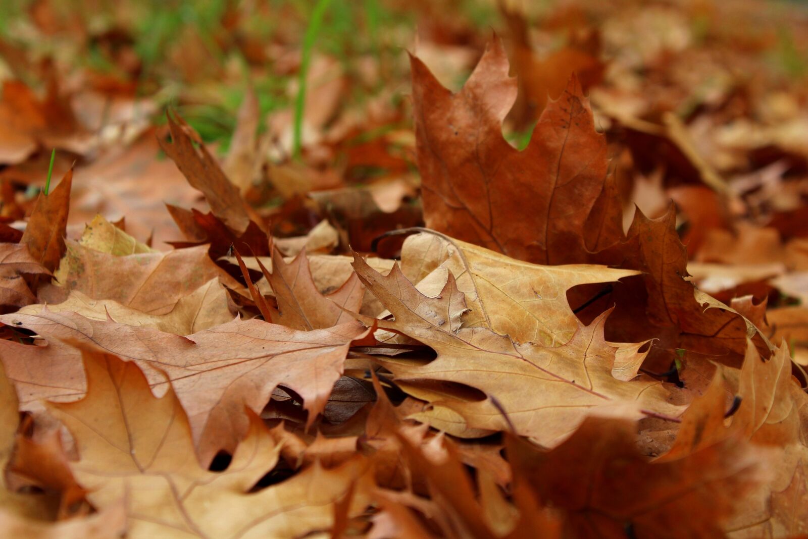 Canon EOS 1200D (EOS Rebel T5 / EOS Kiss X70 / EOS Hi) sample photo. Foliage, autumn, october photography
