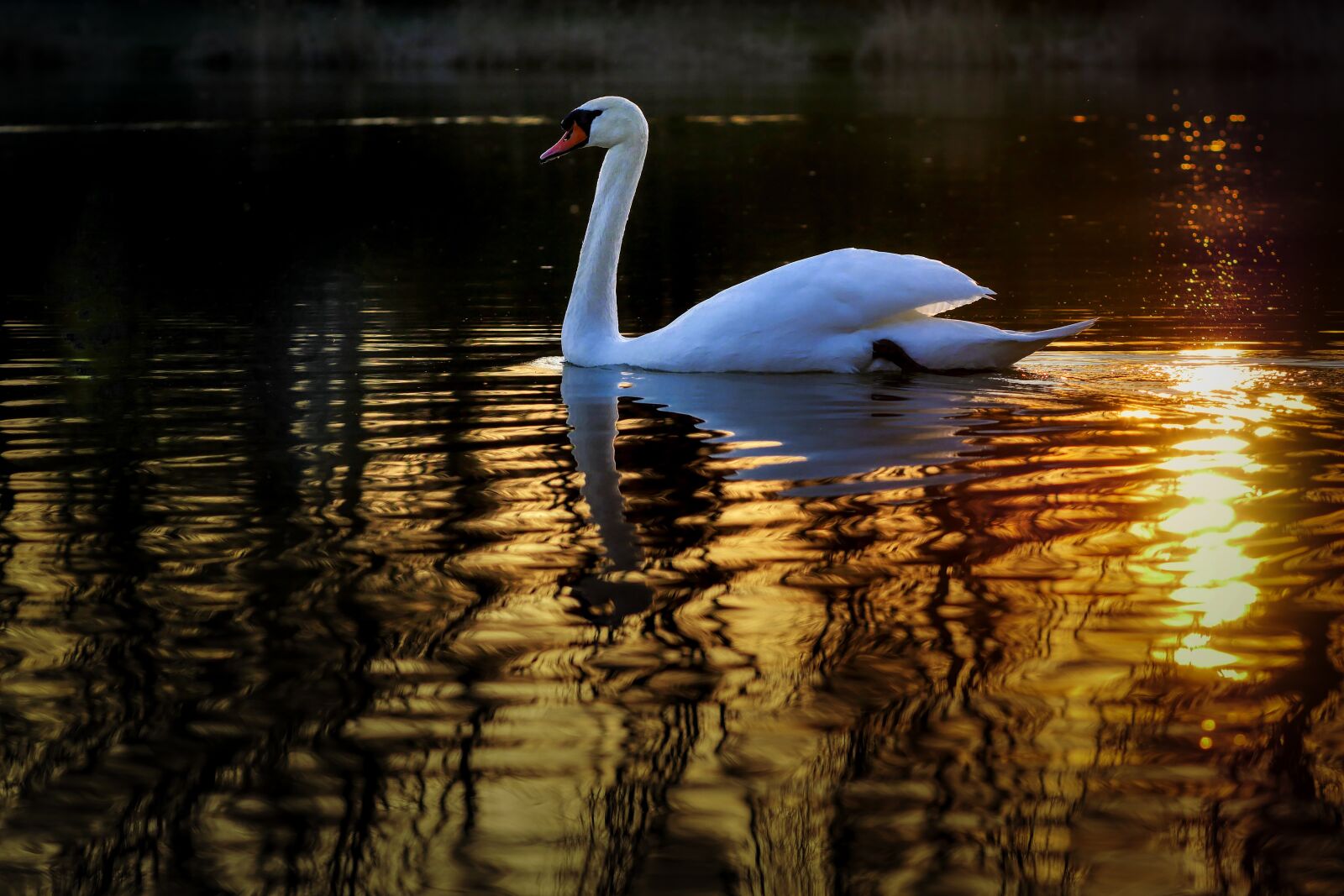 Panasonic Lumix DMC-GX8 sample photo. Swan, bird, nature photography