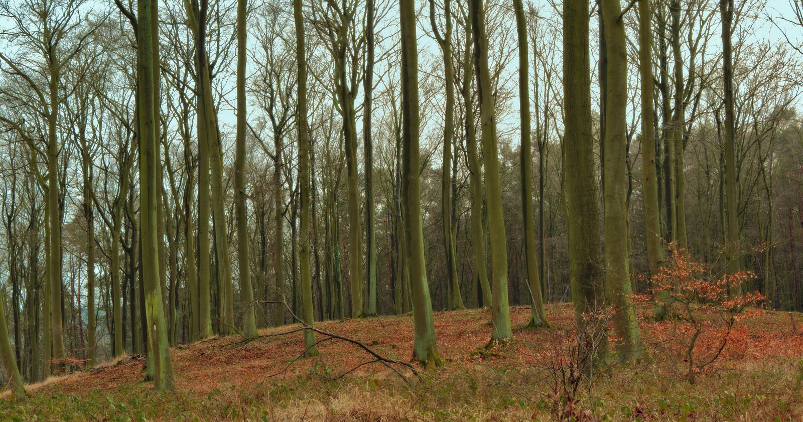 Nikon D5600 sample photo. Forest, book, beech wood photography