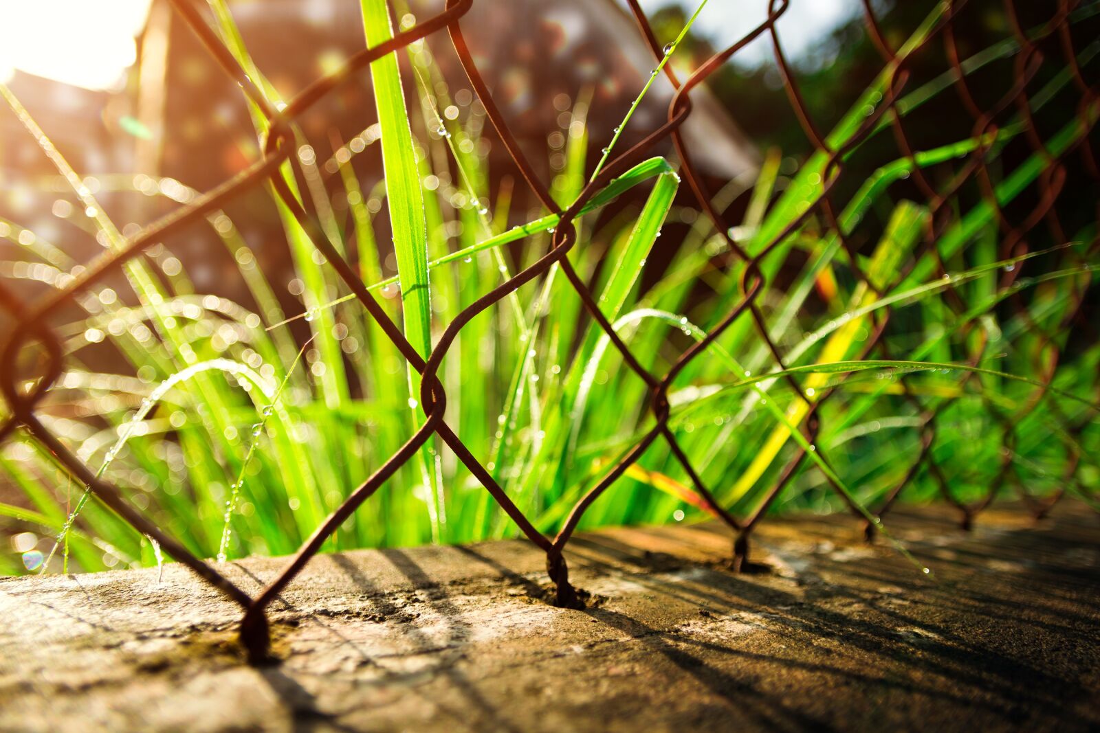 Nikon D3300 sample photo. Grass, dreamy, nature photography