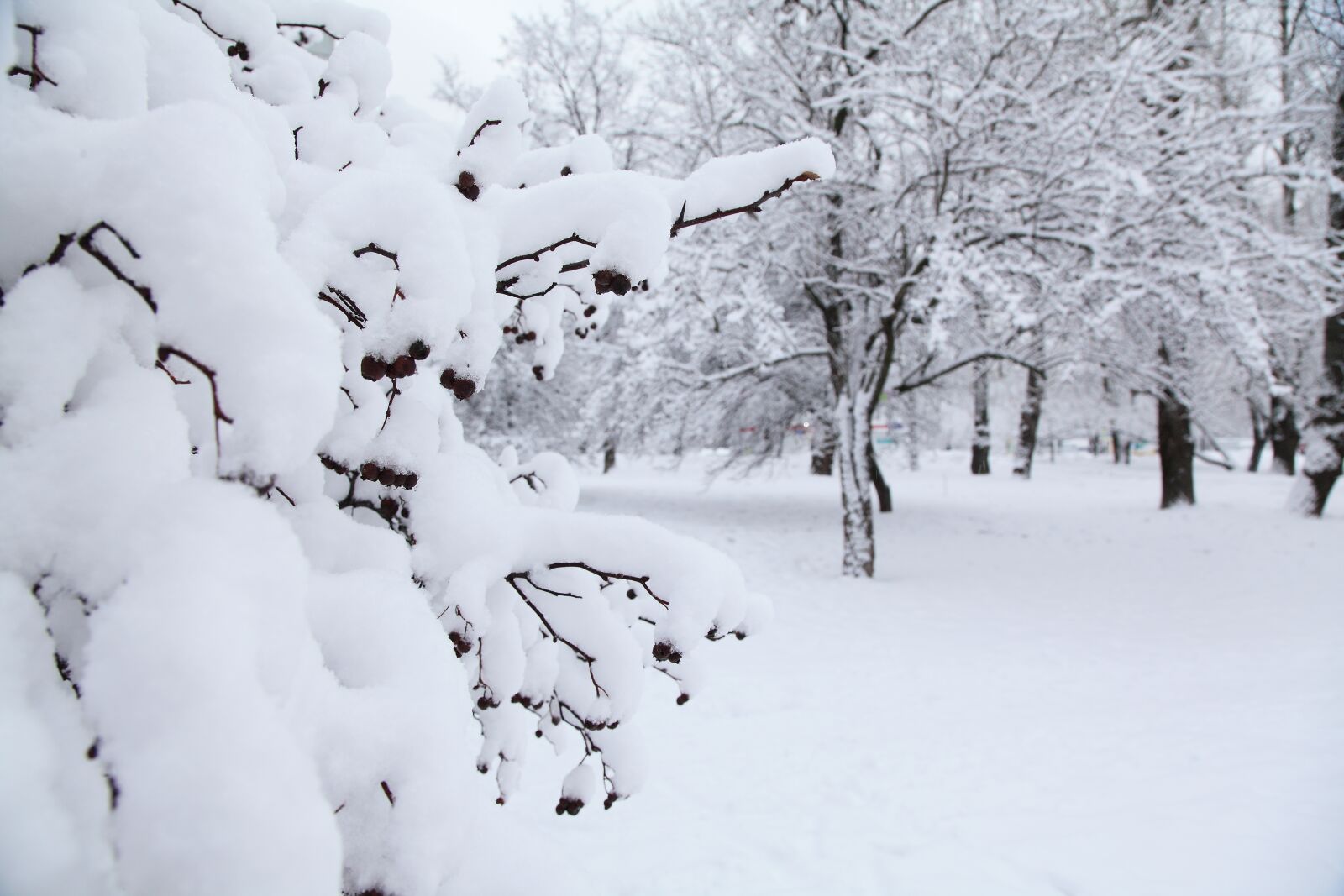 Canon EOS 5D Mark II sample photo. Russian winter, white snow photography