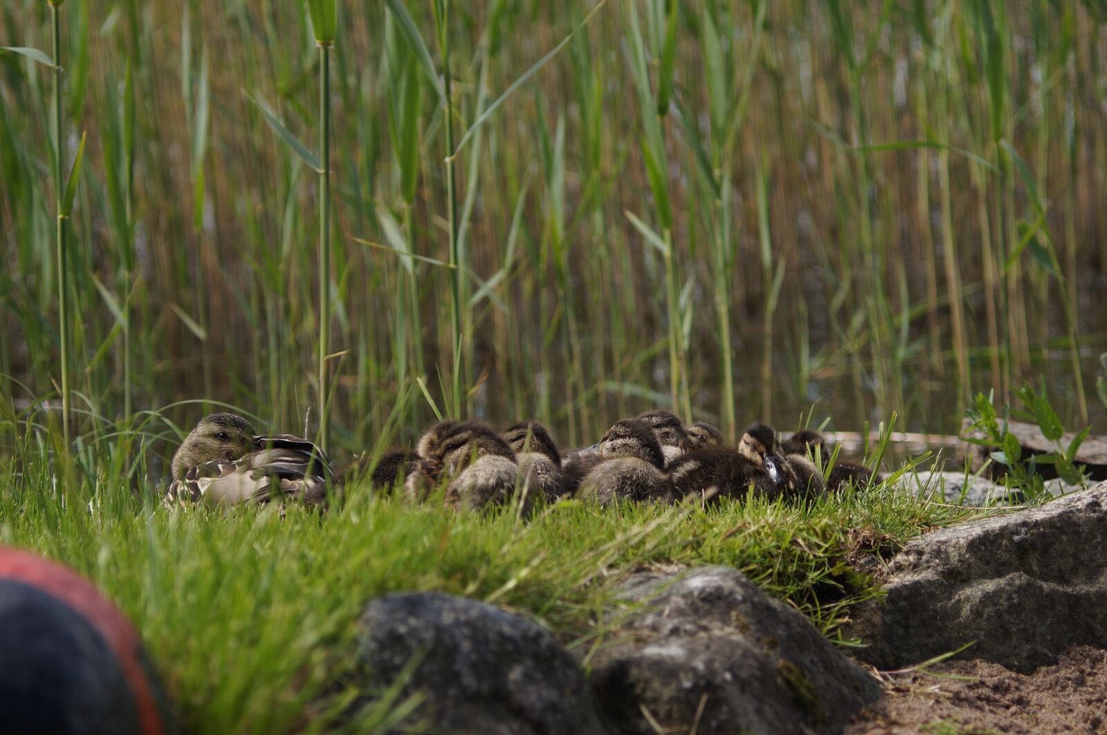 35-70mm F4 sample photo. And, andungar, ducklings photography