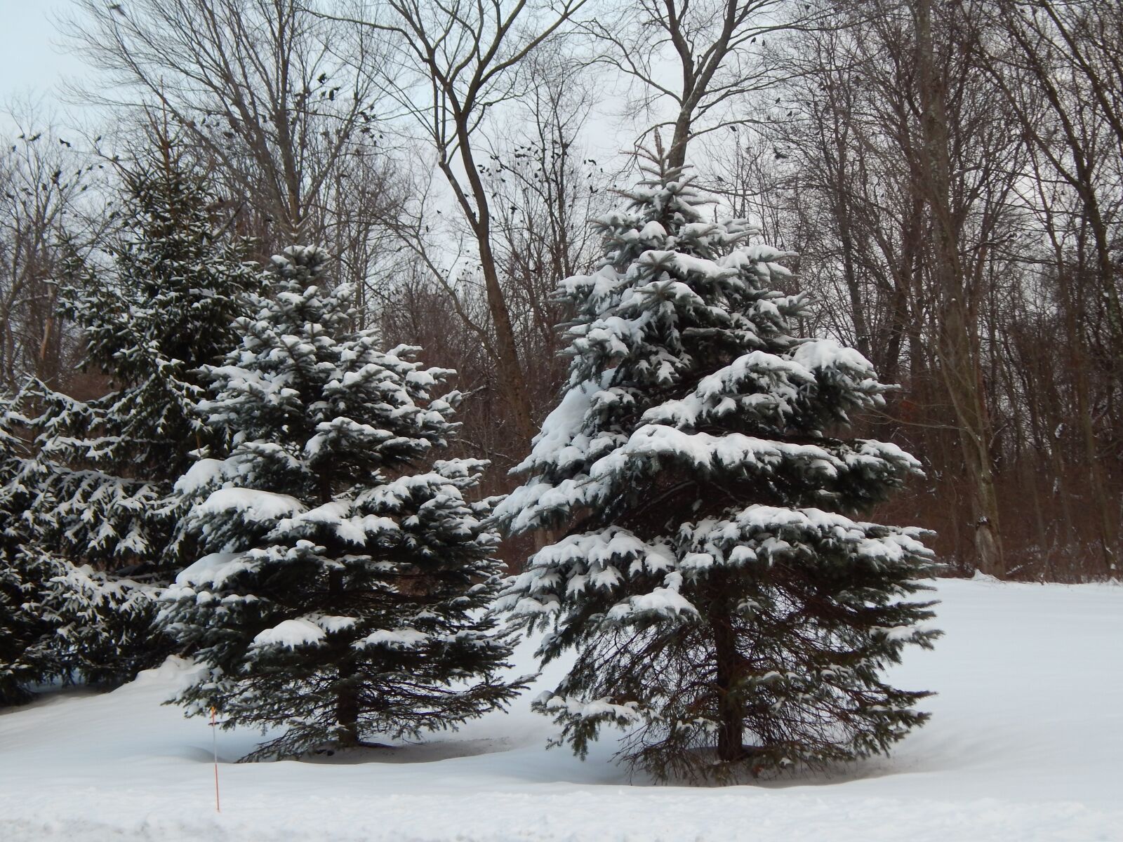 Nikon Coolpix L820 sample photo. Pine, trees, winter photography