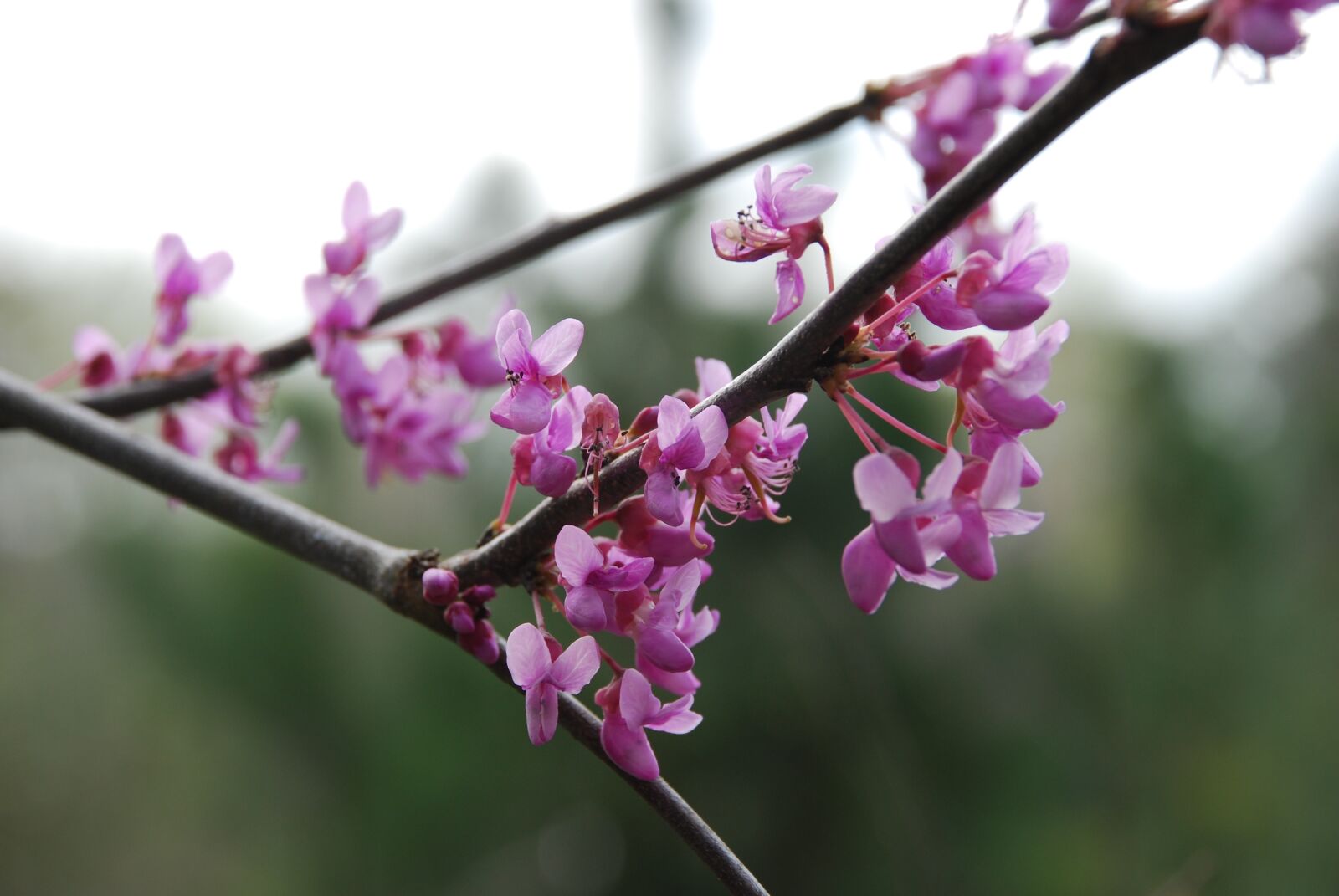 Nikon D40X sample photo. Redbud, spring, tree photography