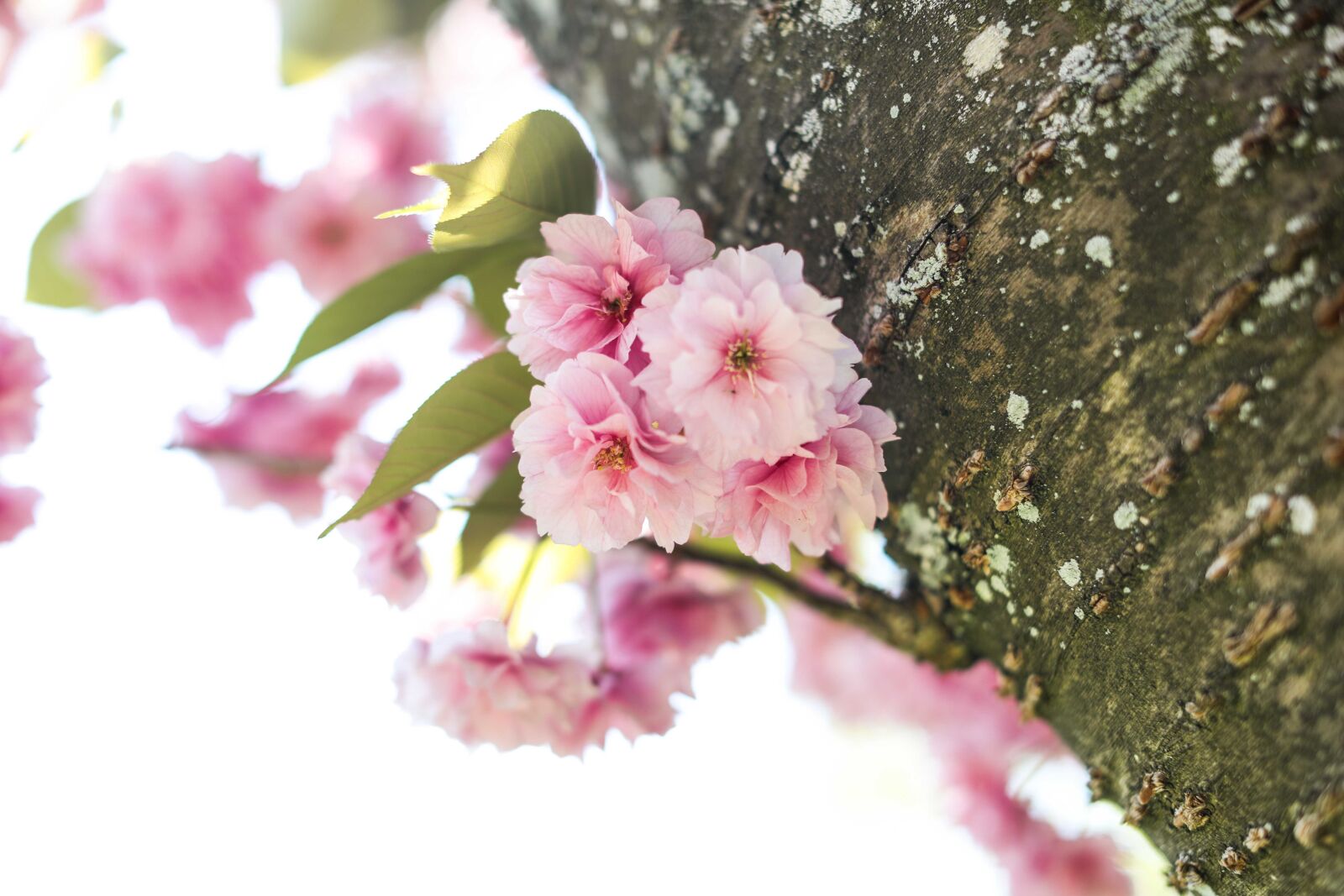 Canon EOS 5D Mark IV + Canon EF 50mm F1.2L USM sample photo. Cherry blossom, cherry tree photography