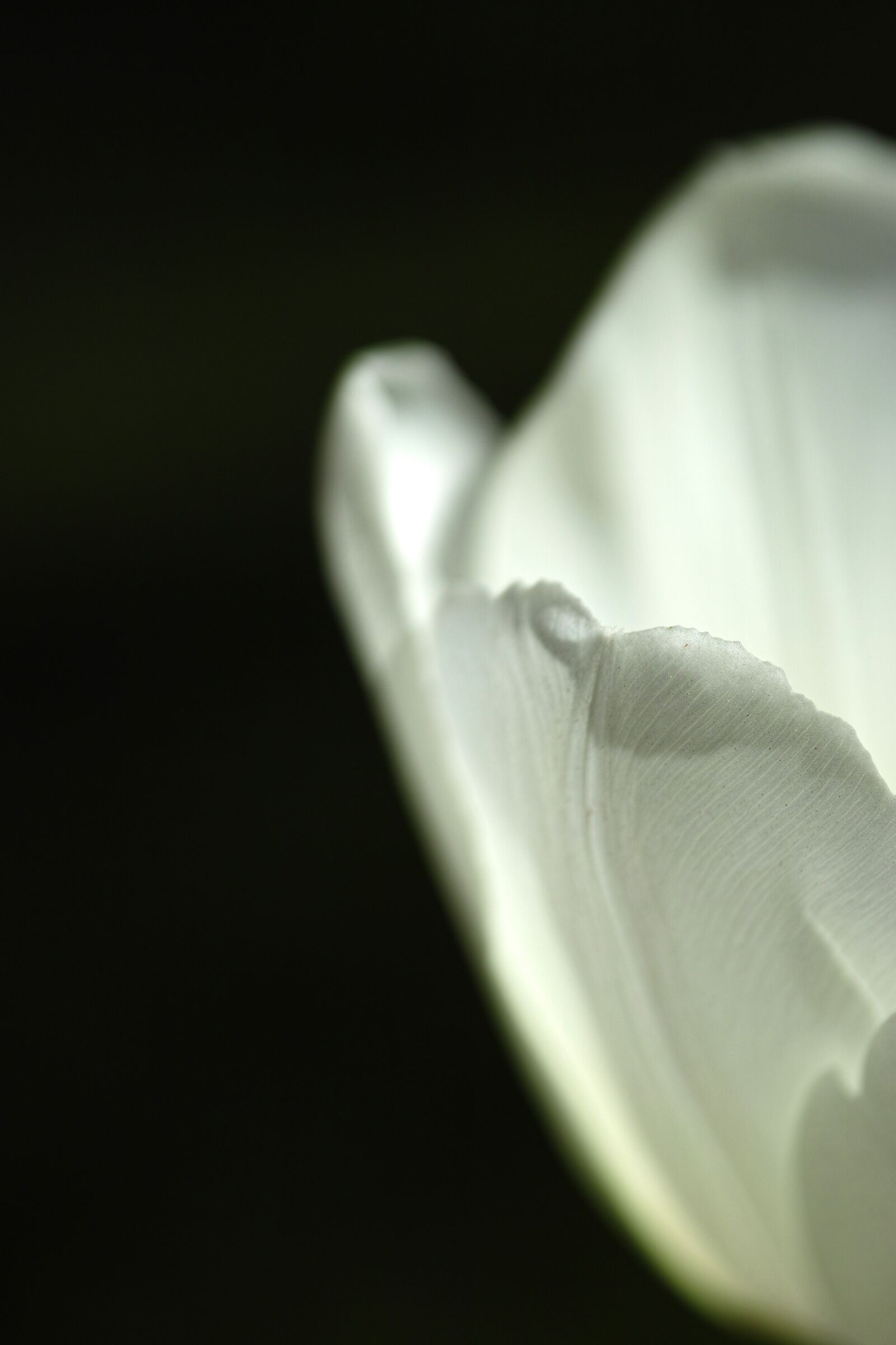 Sigma DP3 Merrill sample photo. White, tulips, single photography