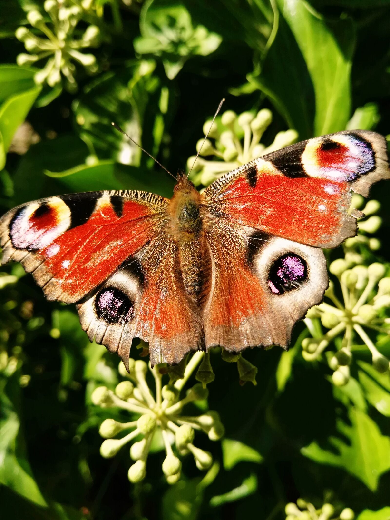 HUAWEI GX8 sample photo. Colourful, butterfly, summer photography