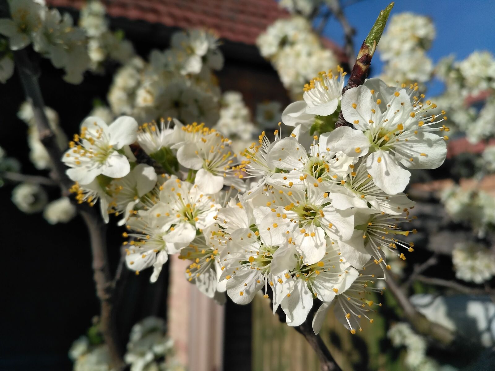 Xiaomi Redmi 3S sample photo. Flower, white, garden photography