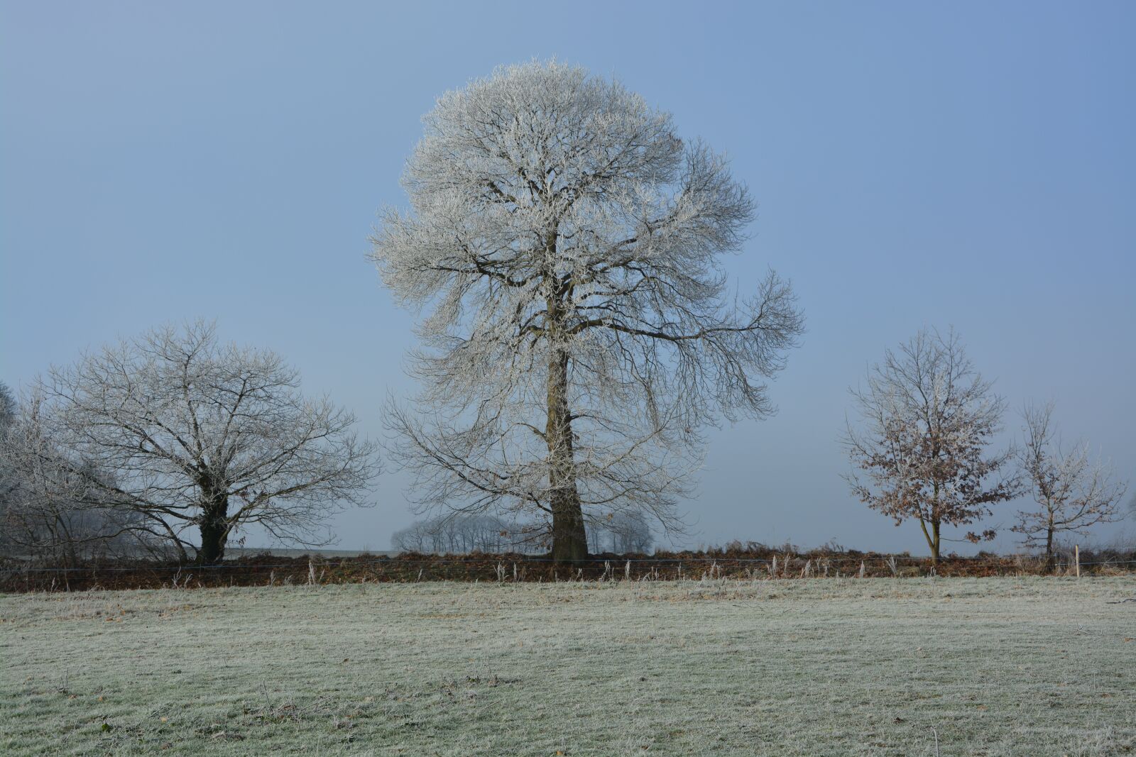 Nikon D5200 sample photo. Tree, frost, nature photography