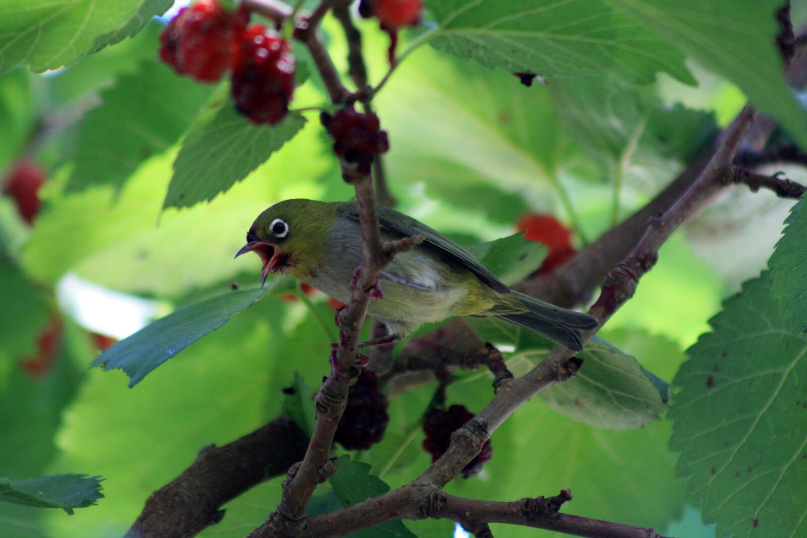 Canon EOS 1000D (EOS Digital Rebel XS / EOS Kiss F) sample photo. Silvereye, wax-eye, perched photography