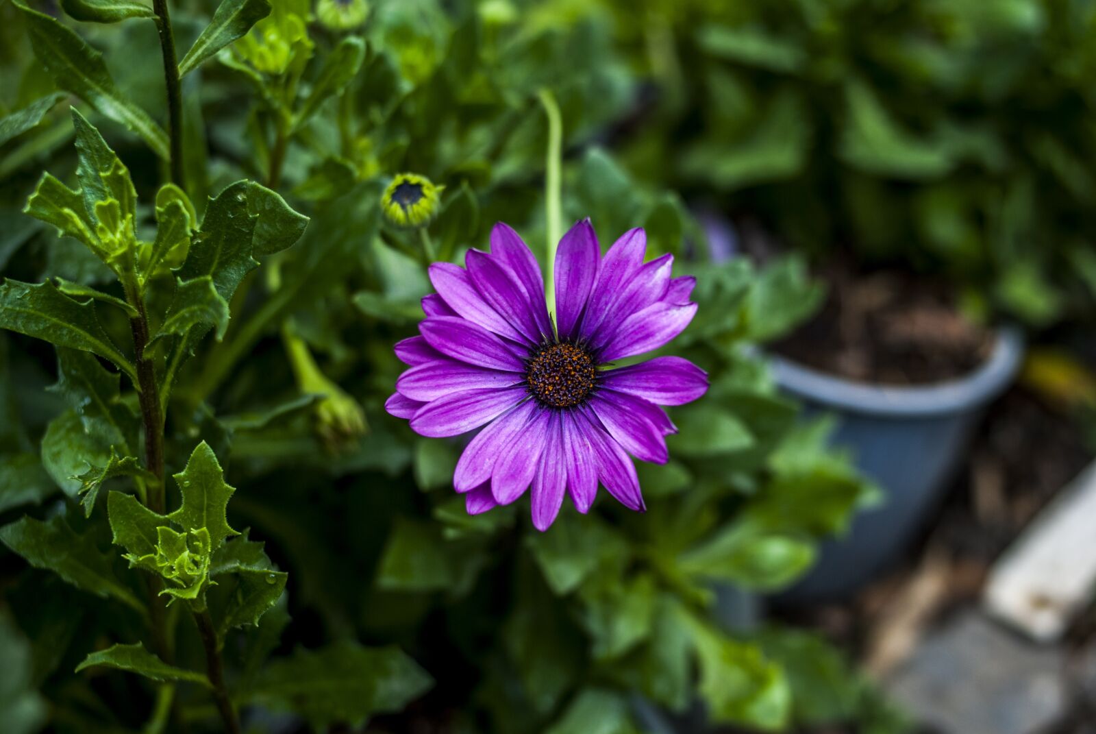 Nikon D60 sample photo. Plant, nature, flower photography