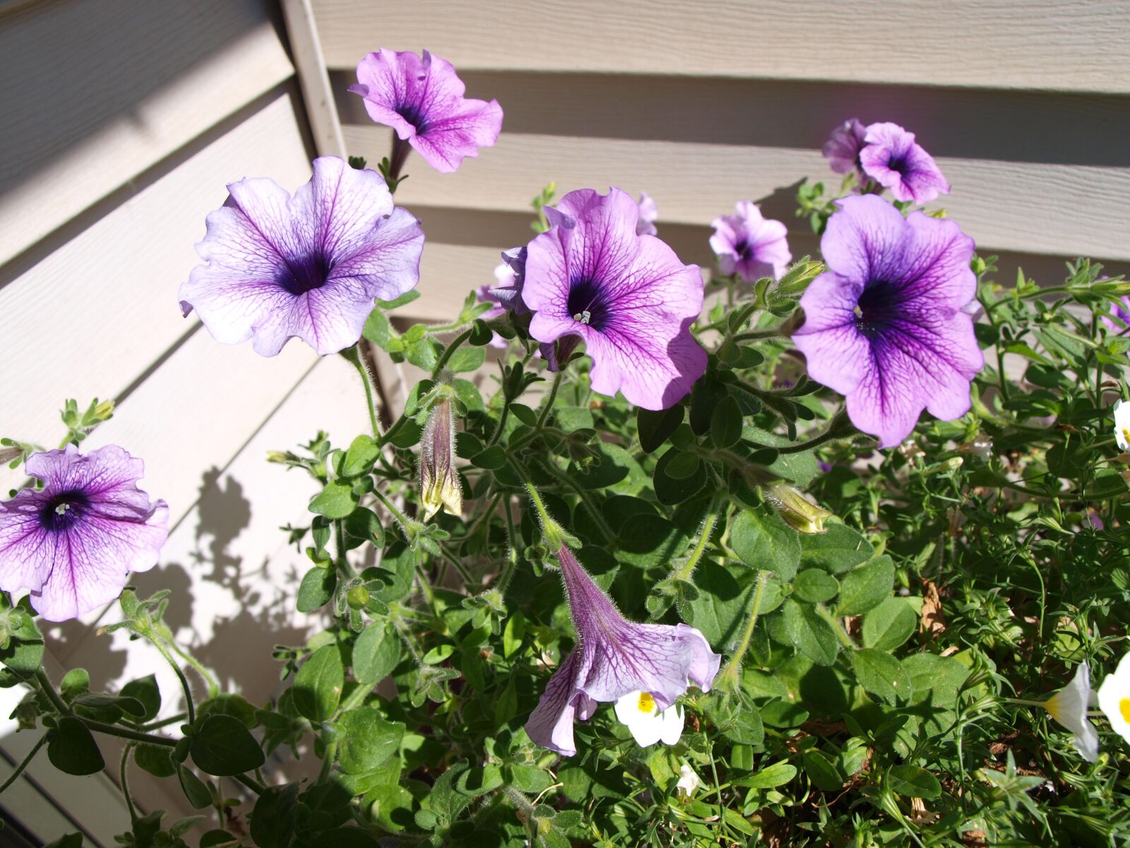 Olympus E-520 (EVOLT E-520) sample photo. Petunias, flowers, garden photography