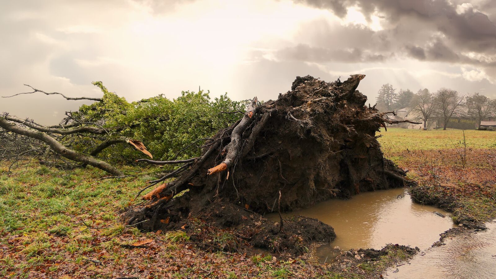 Panasonic Lumix DMC-FZ2500 (Lumix DMC-FZ2000) sample photo. Tree, uprooted, storm photography