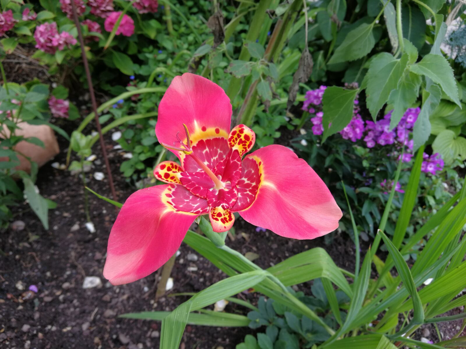 HUAWEI P10 sample photo. Leopard flower, orchid, red photography