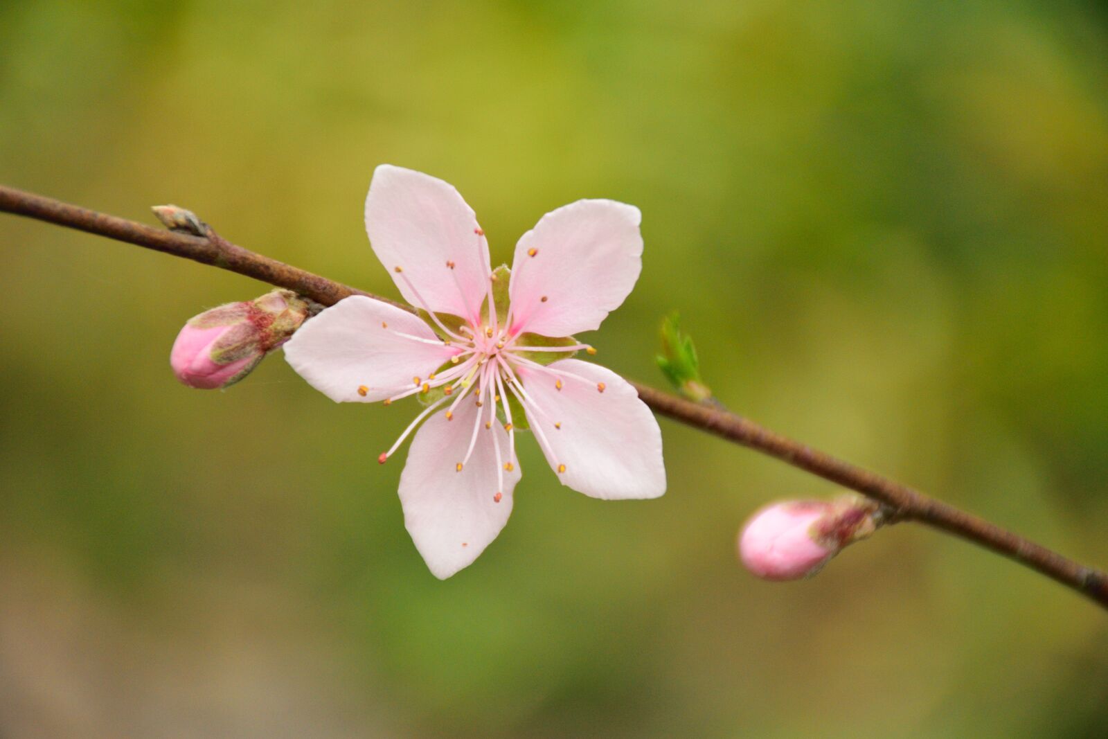 Nikon D5300 sample photo. Cherry blossom, white, spring photography