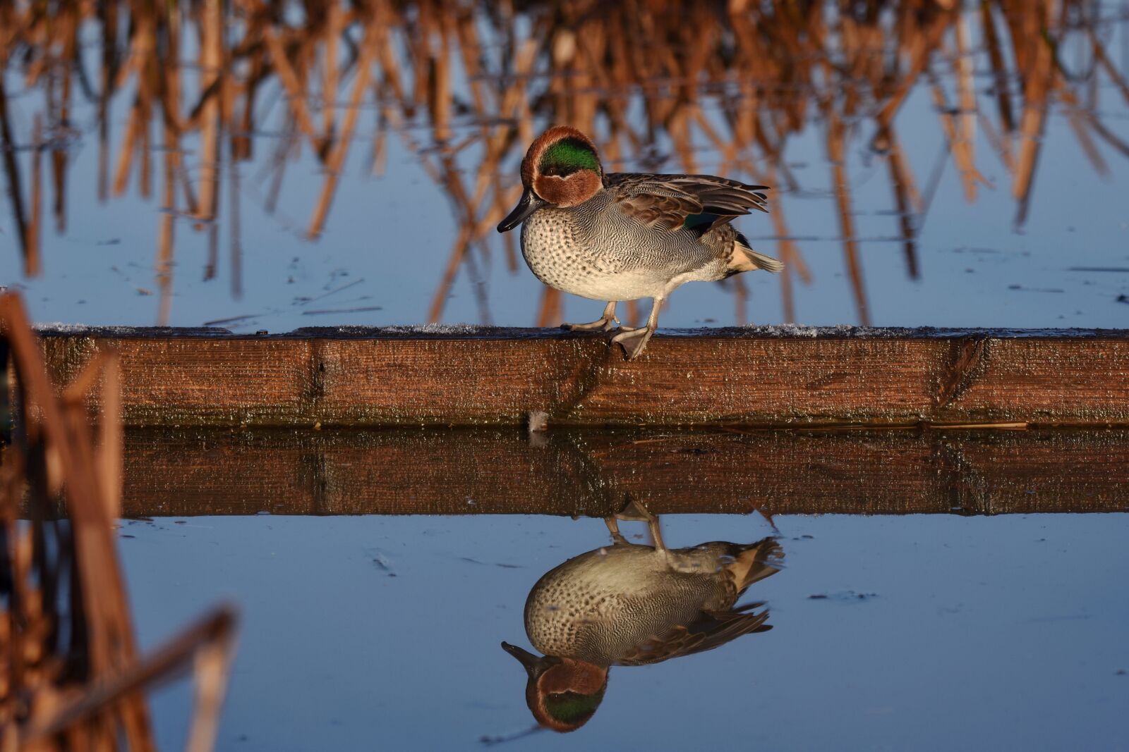 Nikon D7200 sample photo. Animal, pond, water photography