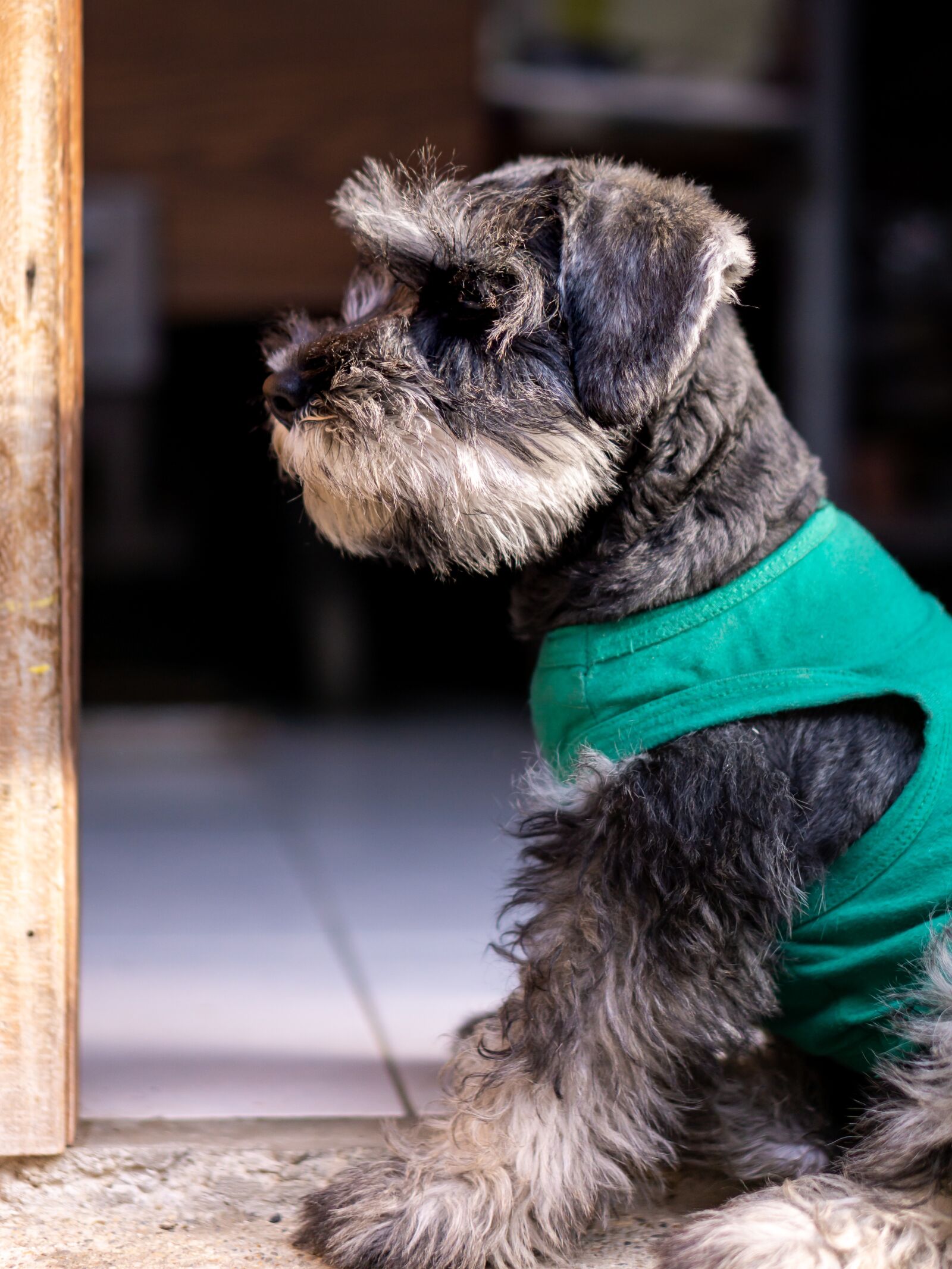 E 50mm F1.8 OSS sample photo. Animal, puppy, dog photography