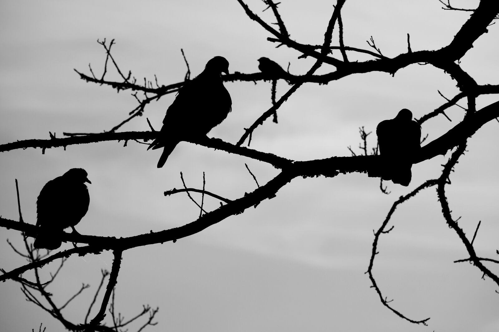Canon EOS 7D sample photo. Birds, sky, tree photography