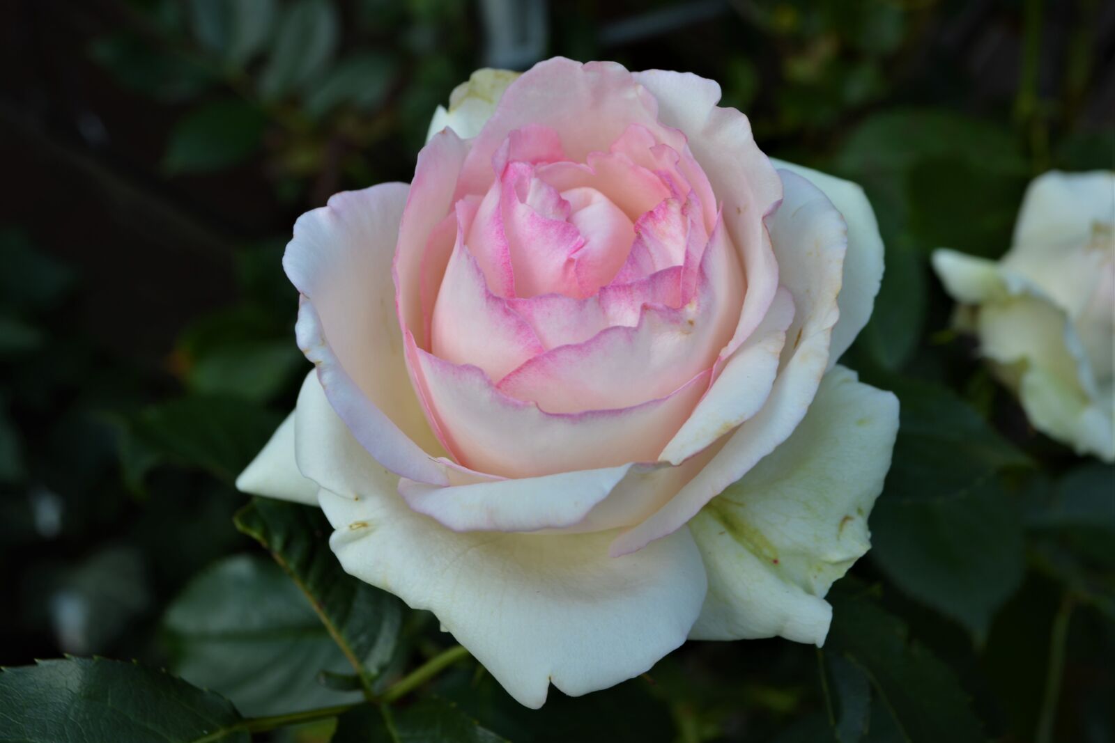 Nikon D5200 sample photo. Rose, weis pink, pink photography