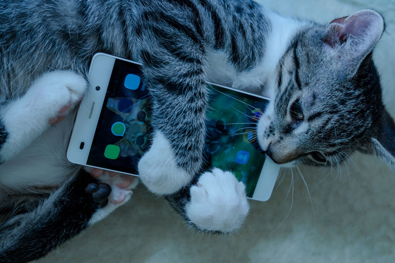 30mm F1.4 DC DN | Contemporary 016 sample photo. Cat, small, mackerel photography