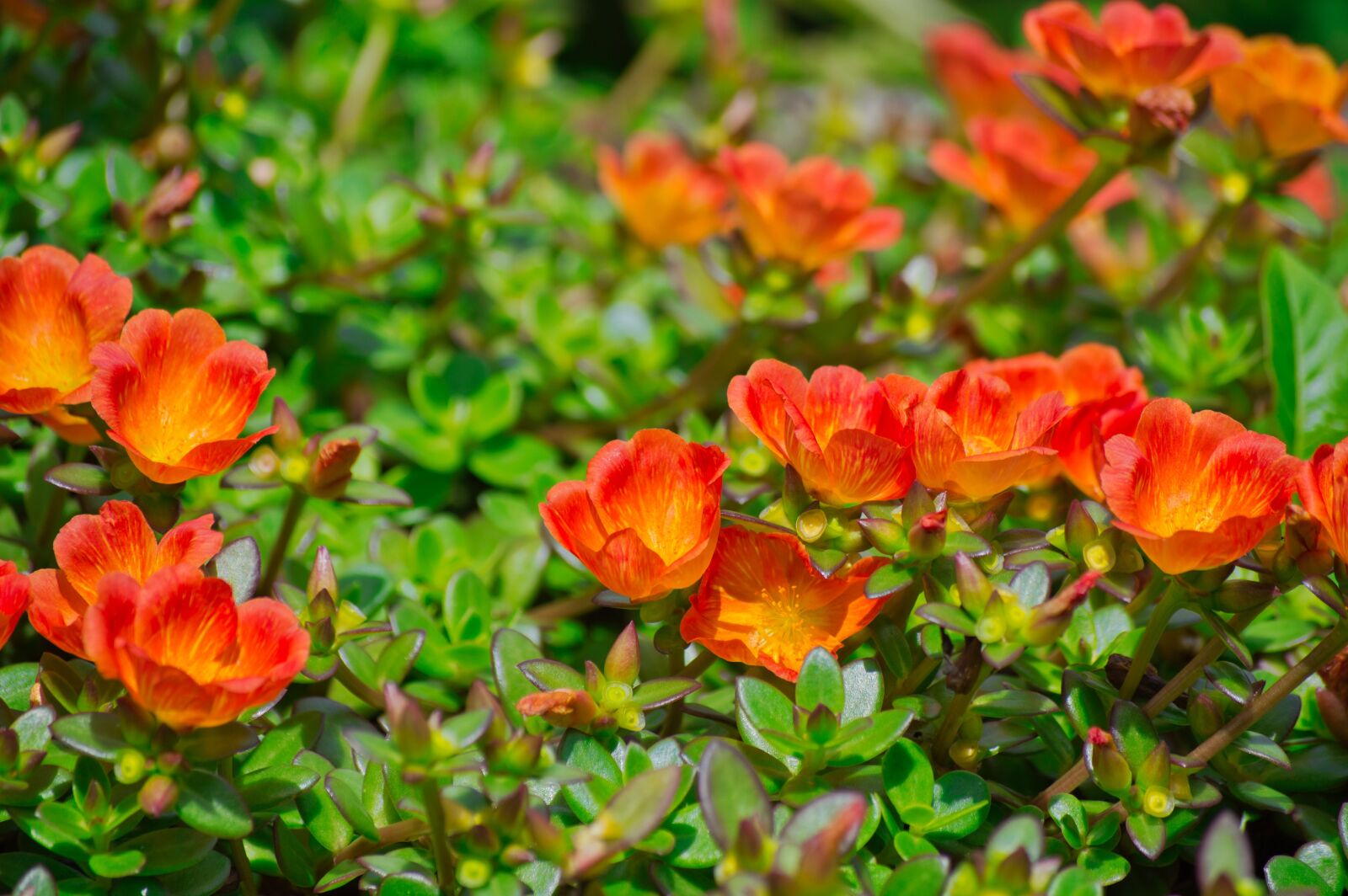 Nikon D3200 sample photo. Costa rica, garden, flower photography