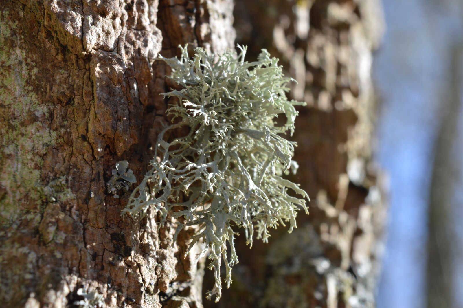 Nikon D3200 sample photo. Tree, bark, forest photography