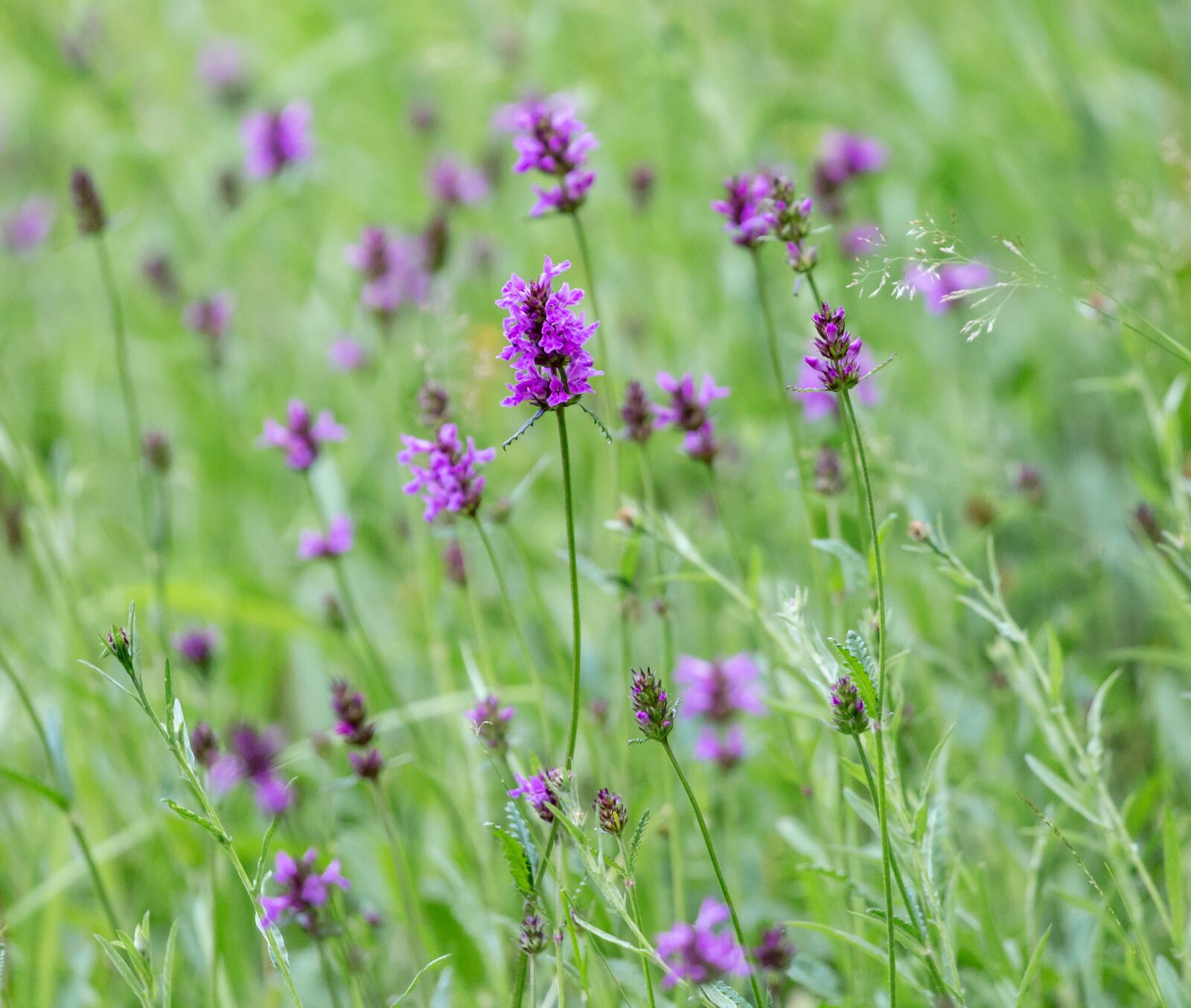 Canon EOS 5D Mark III sample photo. Betony, common hedgenettle, purple photography