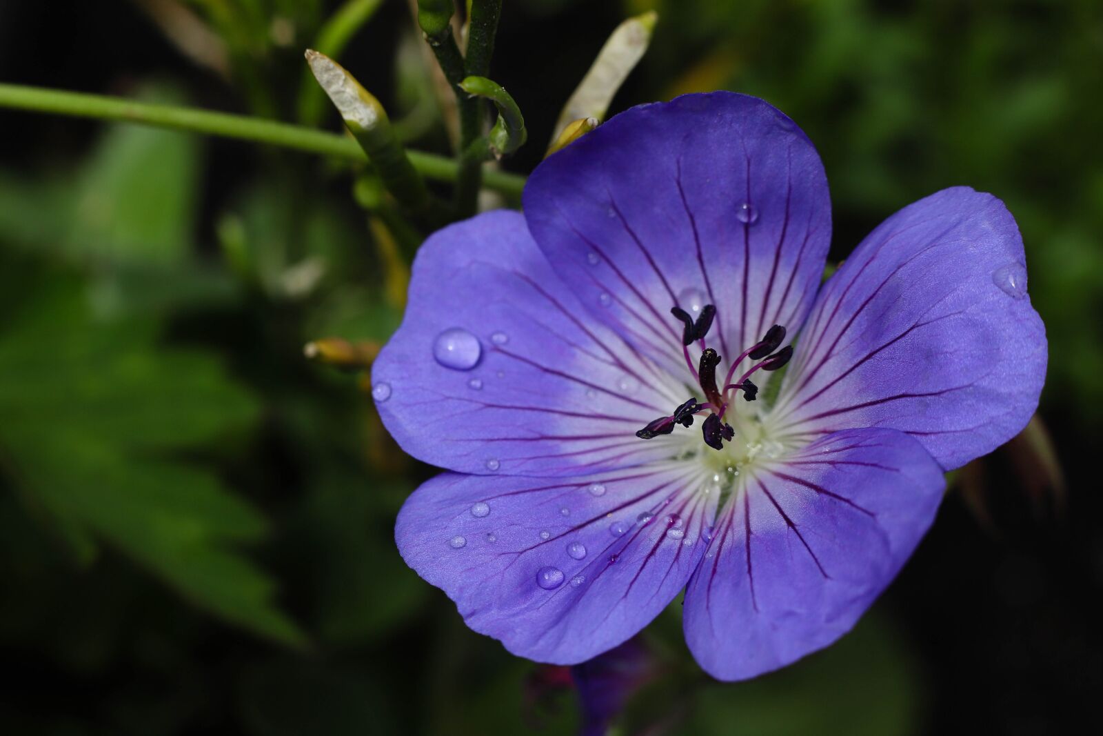 Canon EOS 6D Mark II sample photo. Geranium rozanne, geranium, flower photography