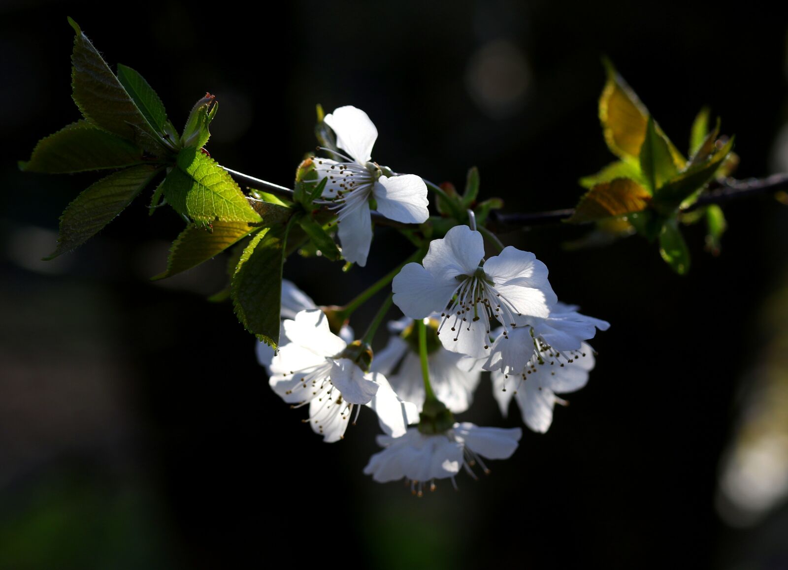 Canon EF-S 60mm F2.8 Macro USM sample photo. Flowers, white, casey photography