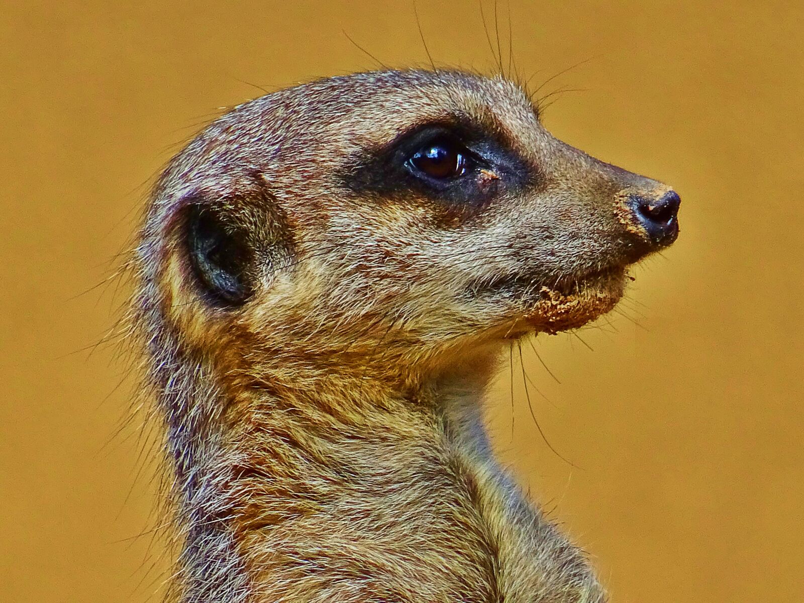 Sony DSC-HX60 sample photo. Animal, close, up, eye photography