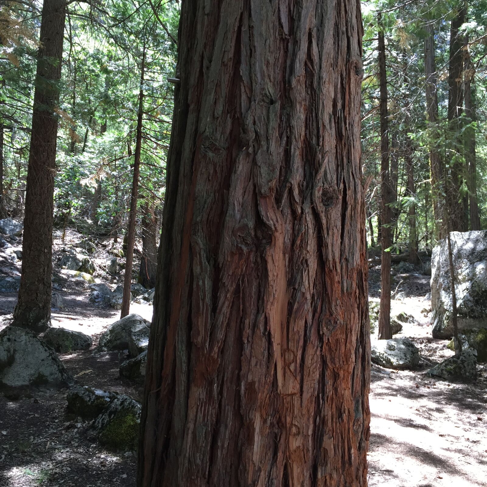 Apple iPhone 6 sample photo. Bark, brown, camp, carved photography