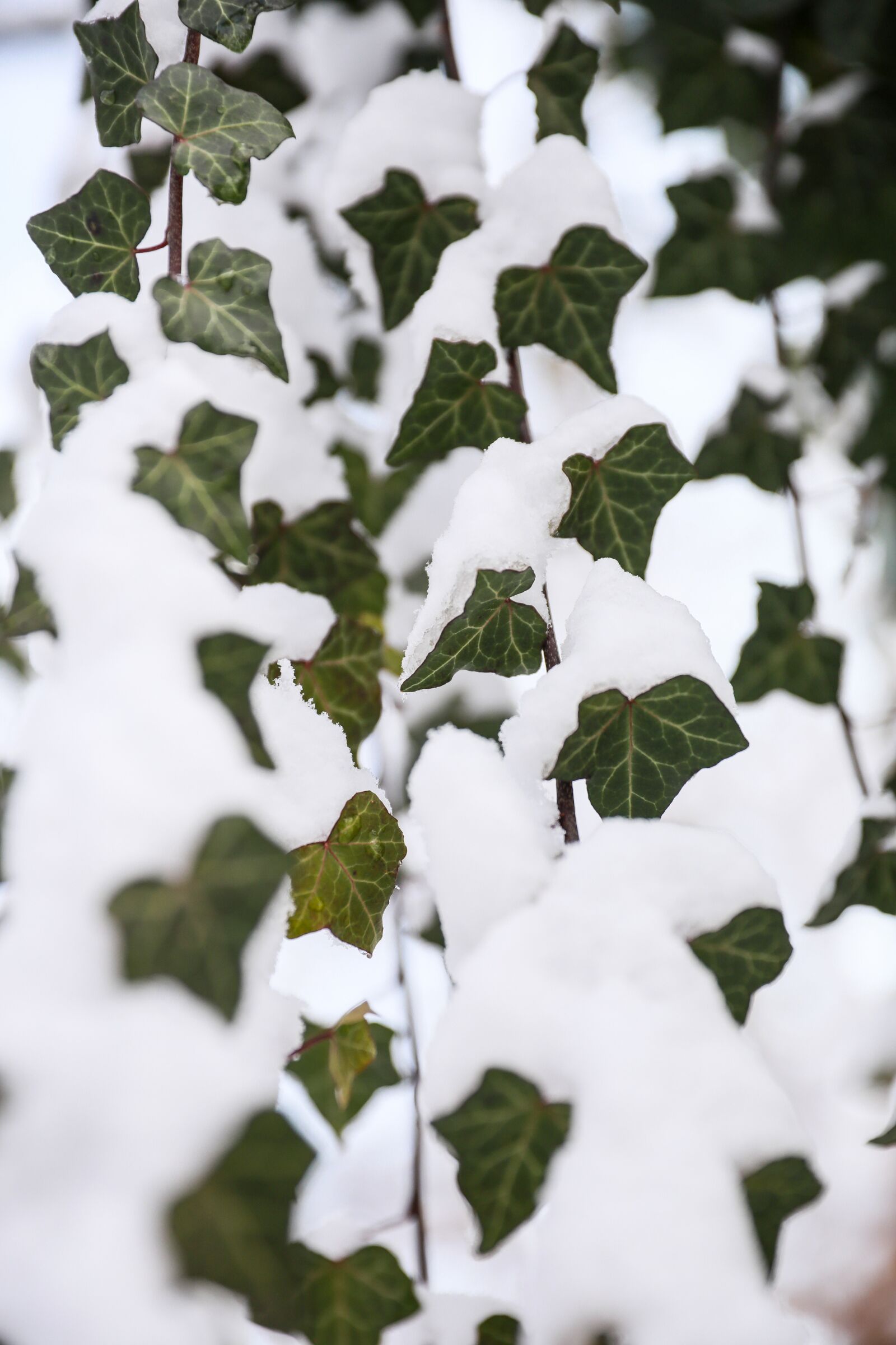 Canon EOS 5D Mark IV sample photo. Amber, snow, winter photography