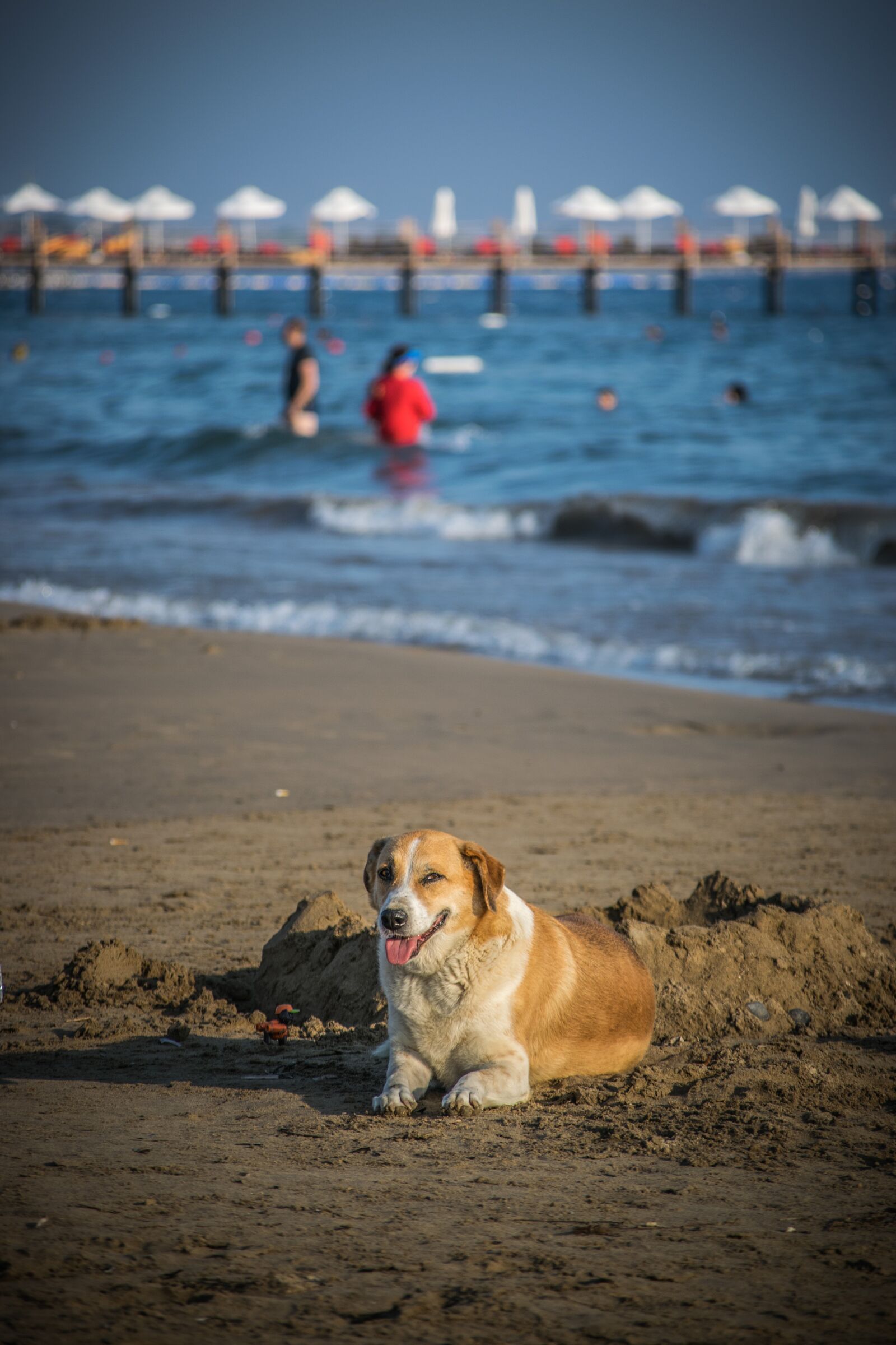 Nikon D5300 sample photo. Beach, dog, sea photography