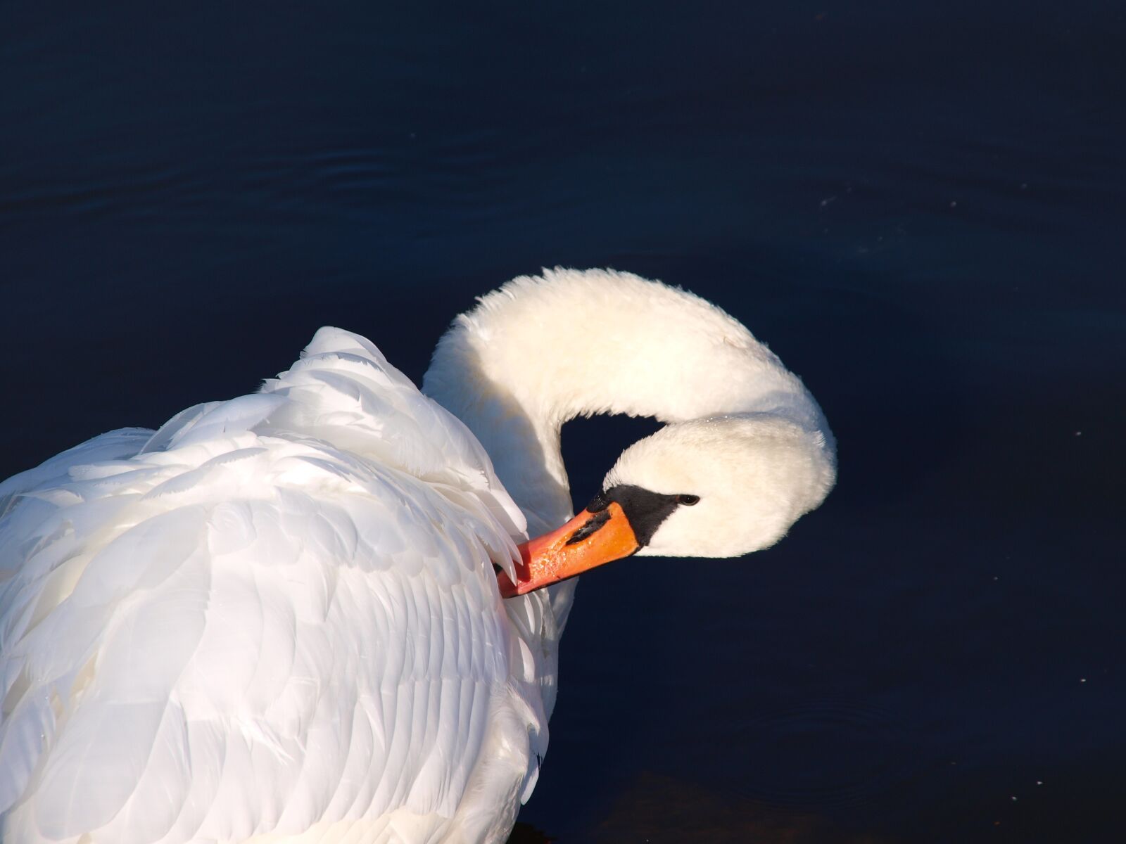 Olympus E-520 (EVOLT E-520) sample photo. Swan, bird, water photography
