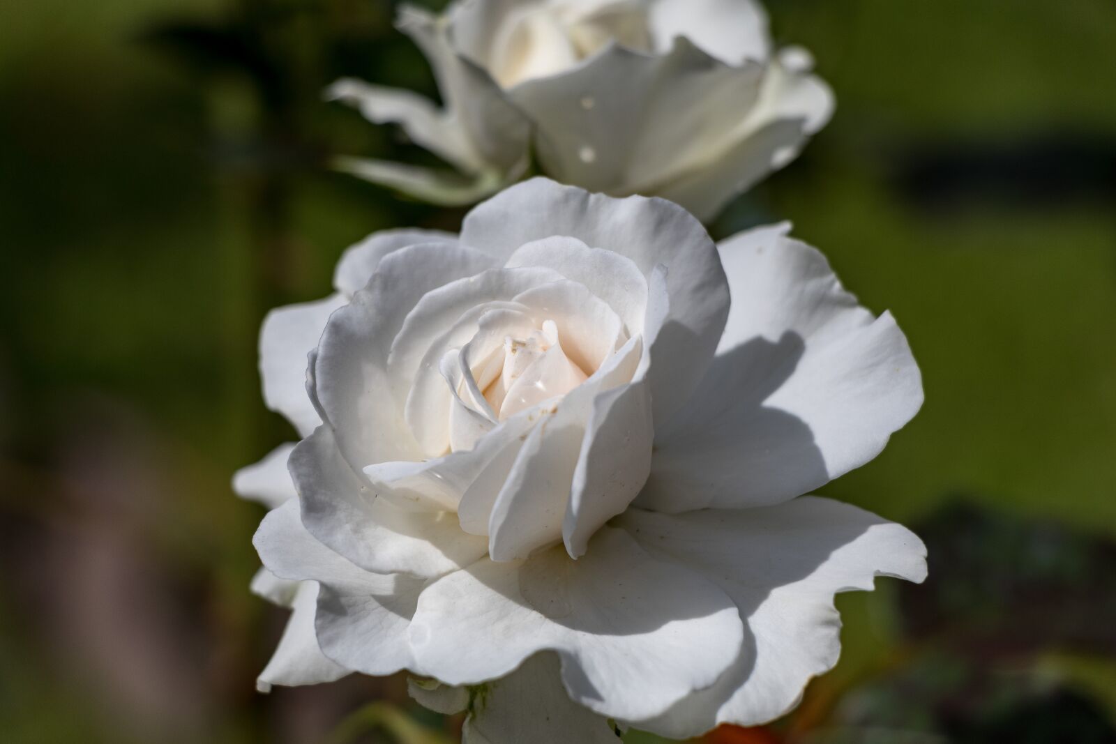 Canon EF-S 18-135mm F3.5-5.6 IS USM sample photo. Rose, flowers, petals photography