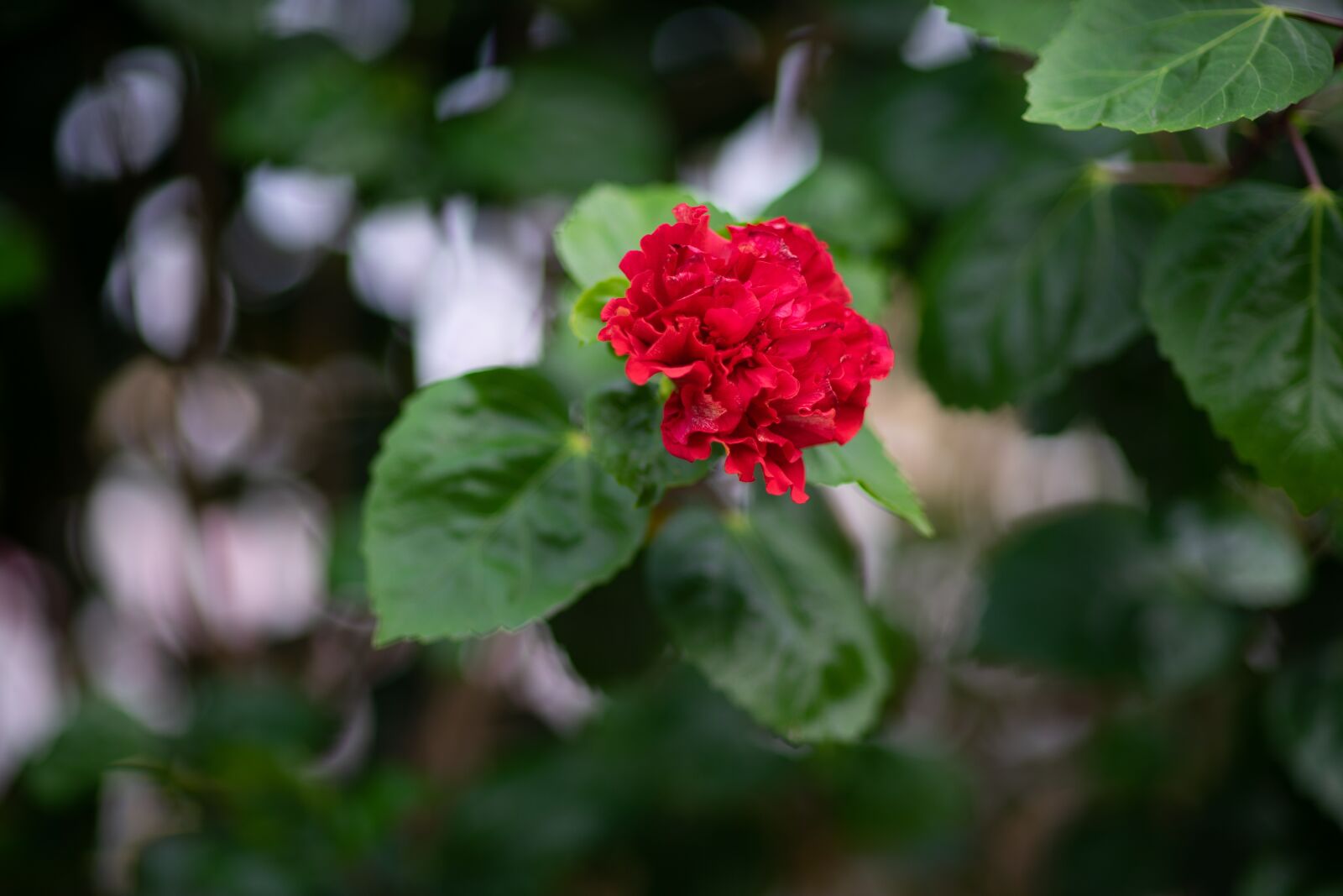 85mm F1.4 sample photo. Plant, flower, red flower photography