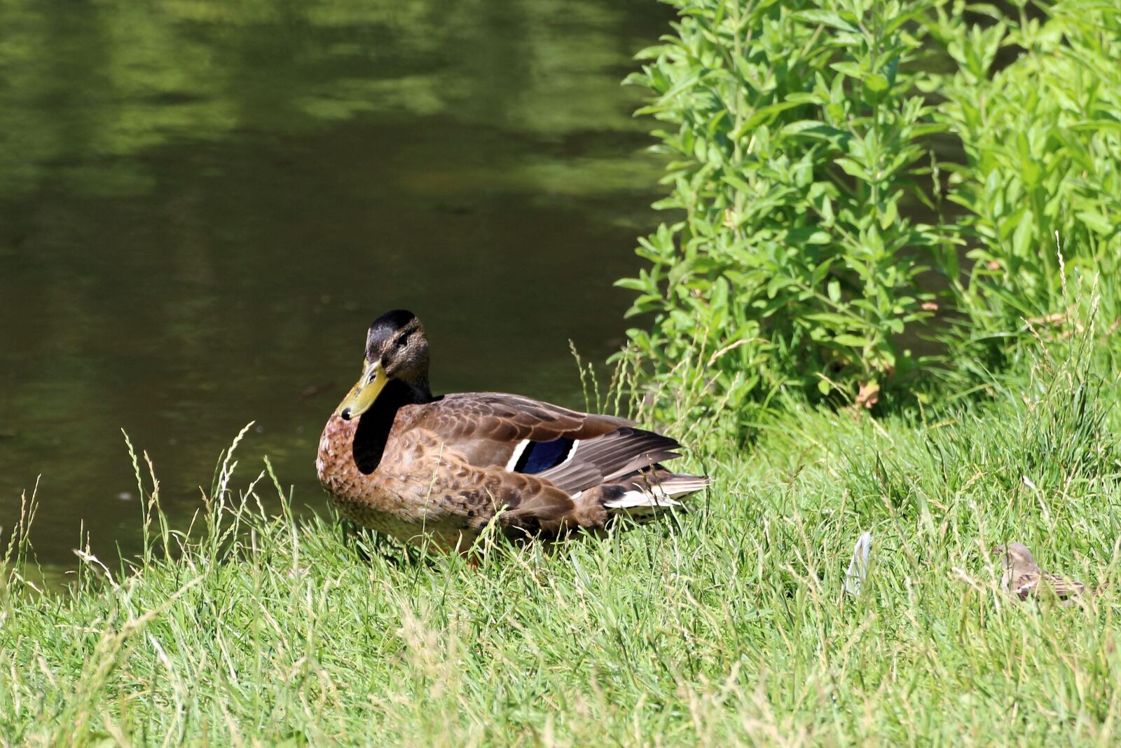 Canon EOS 600D (Rebel EOS T3i / EOS Kiss X5) sample photo. Duck, mallard, nature photography