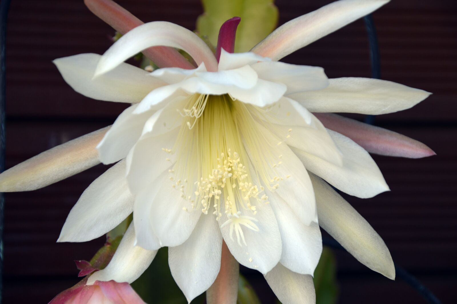 Nikon D3200 sample photo. Cactus blossom, flowers, cactus photography