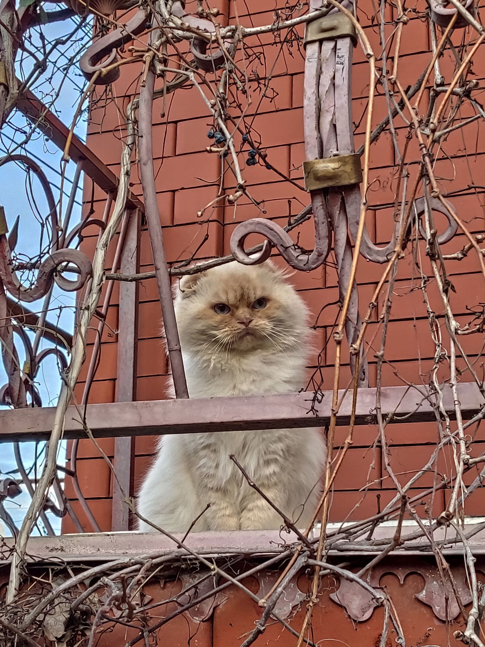 Xiaomi MI 9 sample photo. Cat, kitten, cute photography