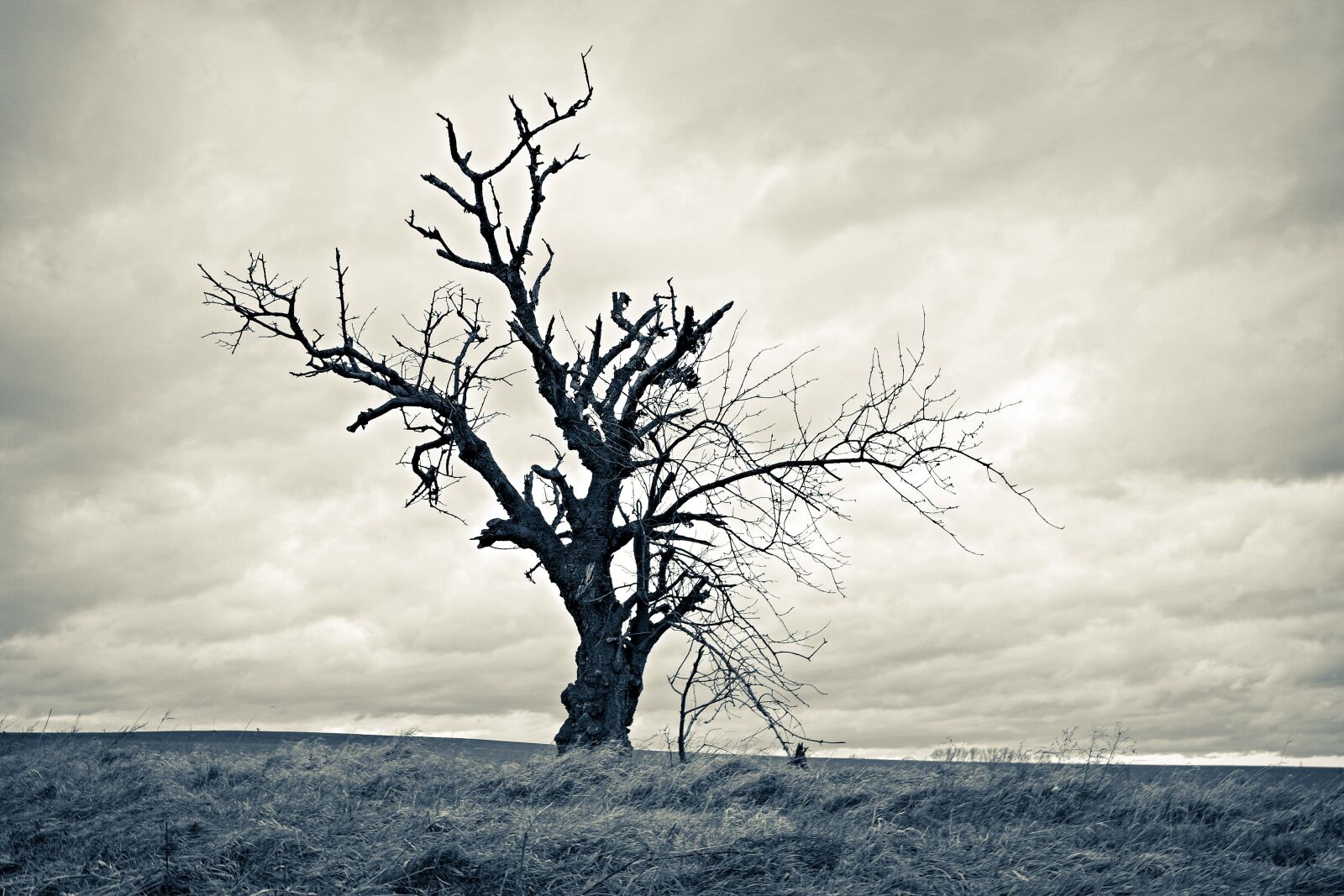 Pentax K-S2 sample photo. Tree, dried, lonely photography