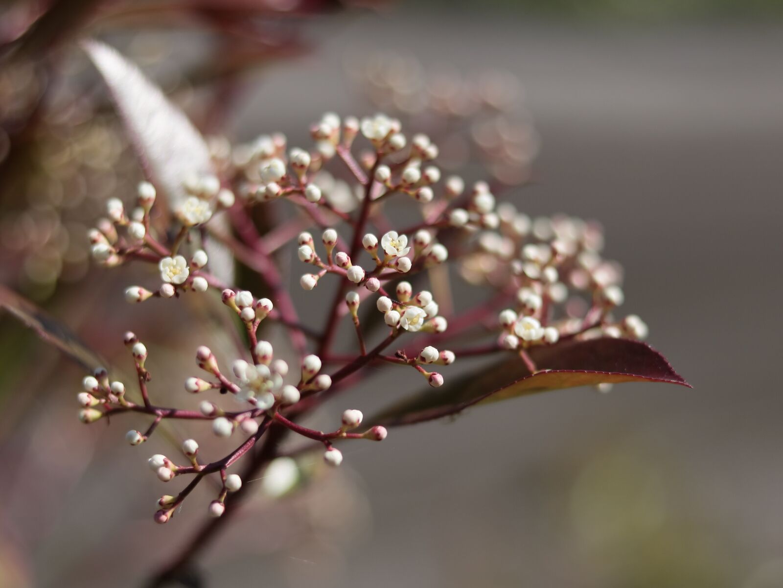 Canon EOS 750D (EOS Rebel T6i / EOS Kiss X8i) sample photo. Macro, picture, flower photography