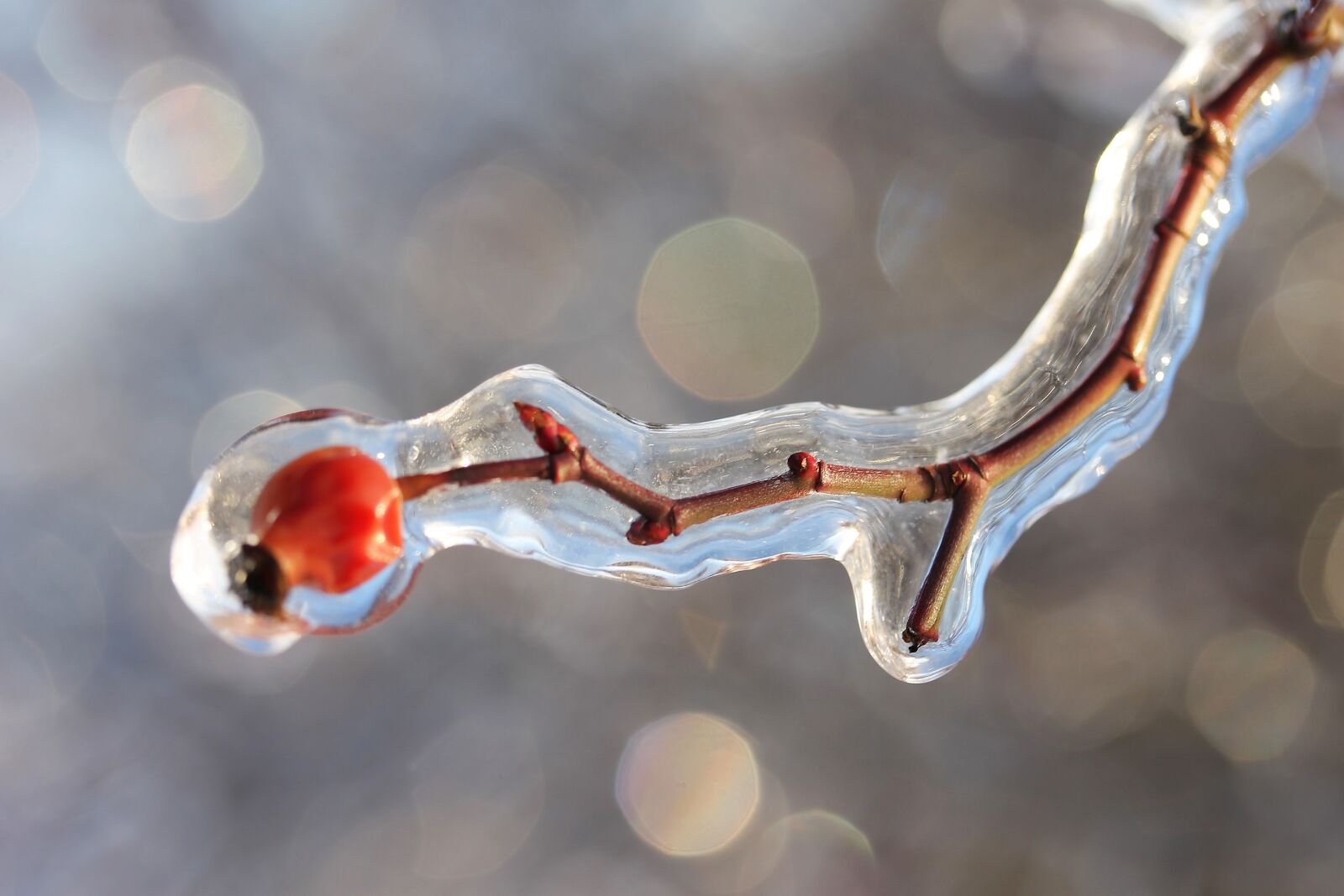Canon EF-S 60mm F2.8 Macro USM sample photo. Rosehips, ice, winter photography
