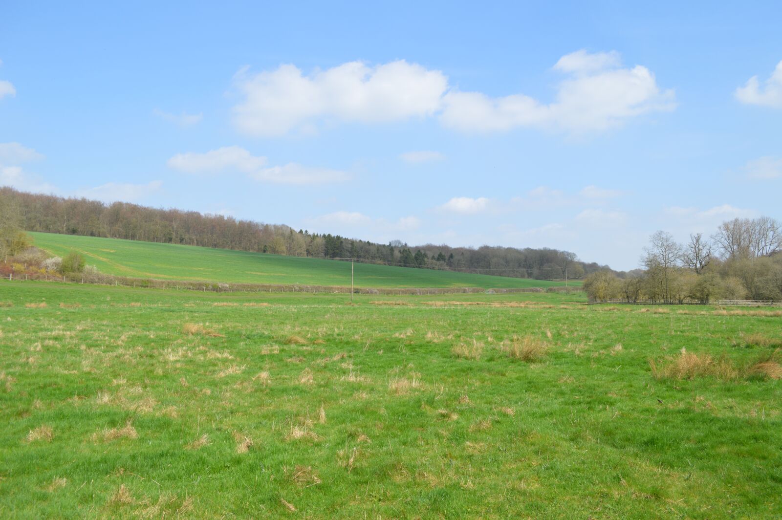 Nikon D3200 sample photo. Nature, grass, landscape photography