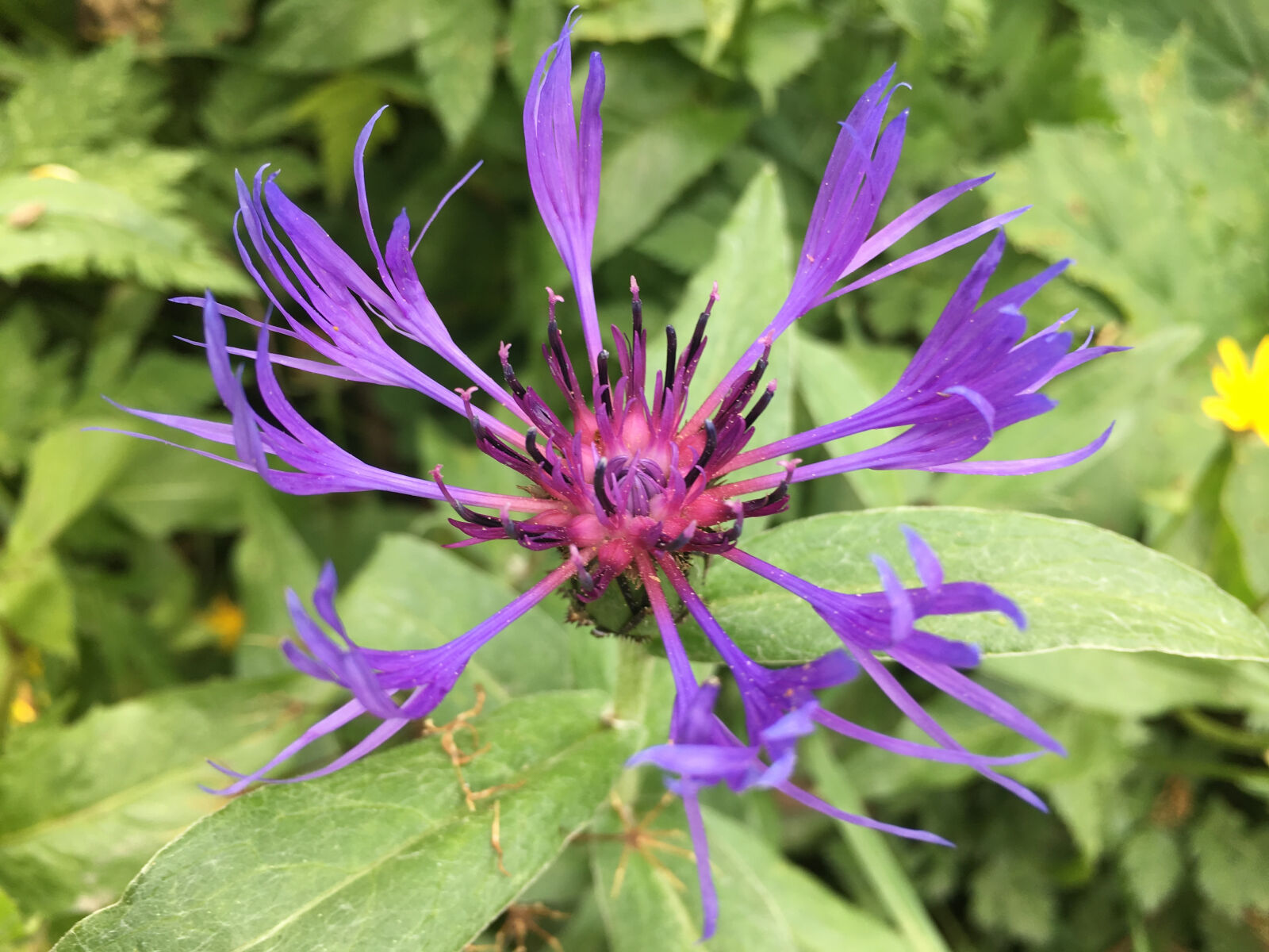 Apple iPhone 6s sample photo. Flower, purple photography
