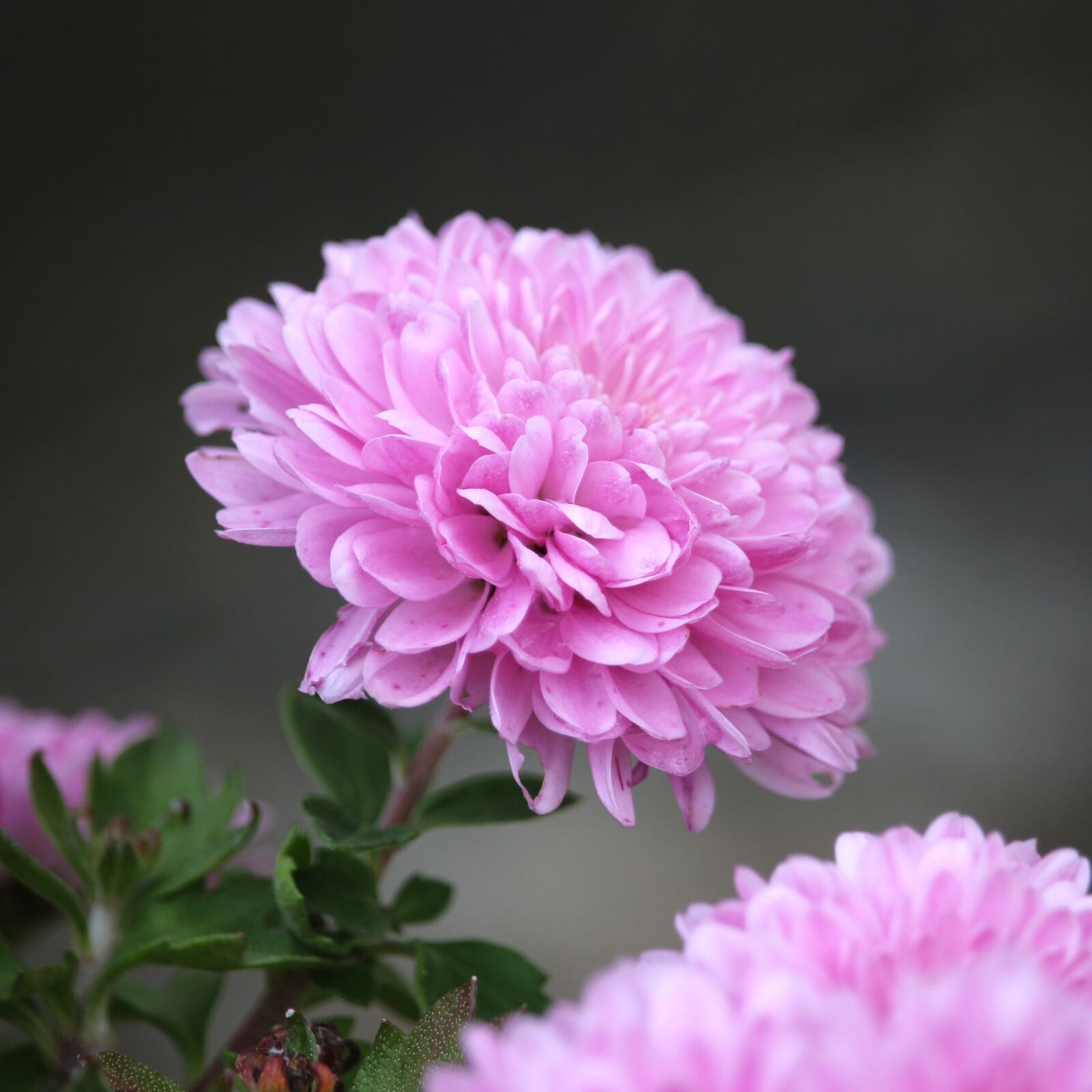 Canon EF-S 55-250mm F4-5.6 IS STM sample photo. Chrysanthemum, nature, garden photography