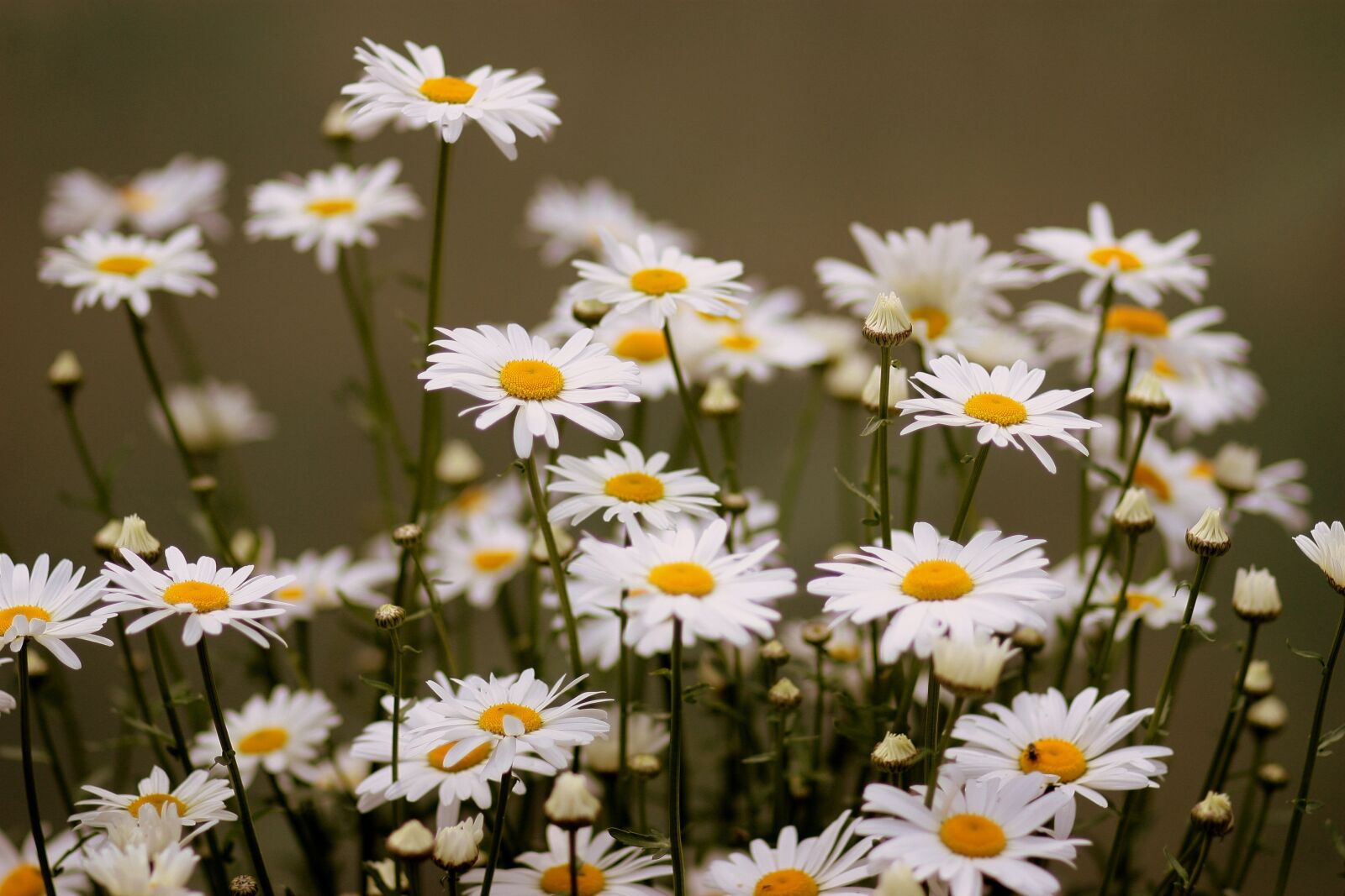 Canon EOS 450D (EOS Rebel XSi / EOS Kiss X2) sample photo. Daisy, flower, white photography